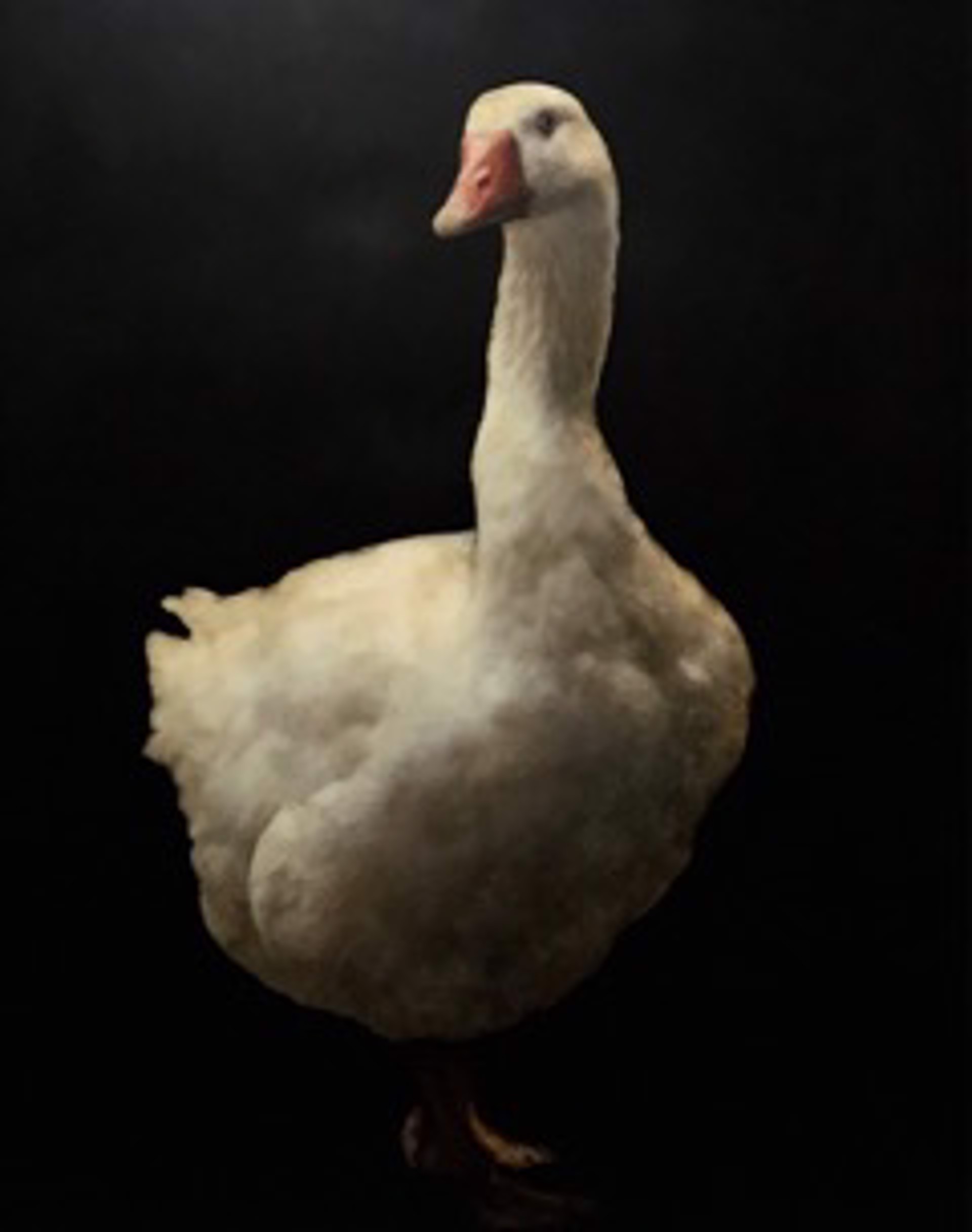 Duck Duck Goose by Dawne Raulet