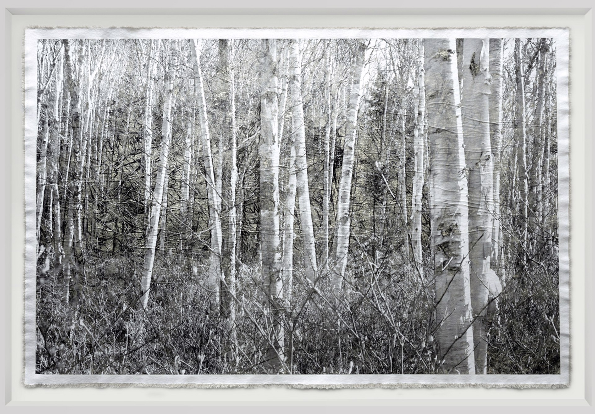 Birch Grove by Bill Claps