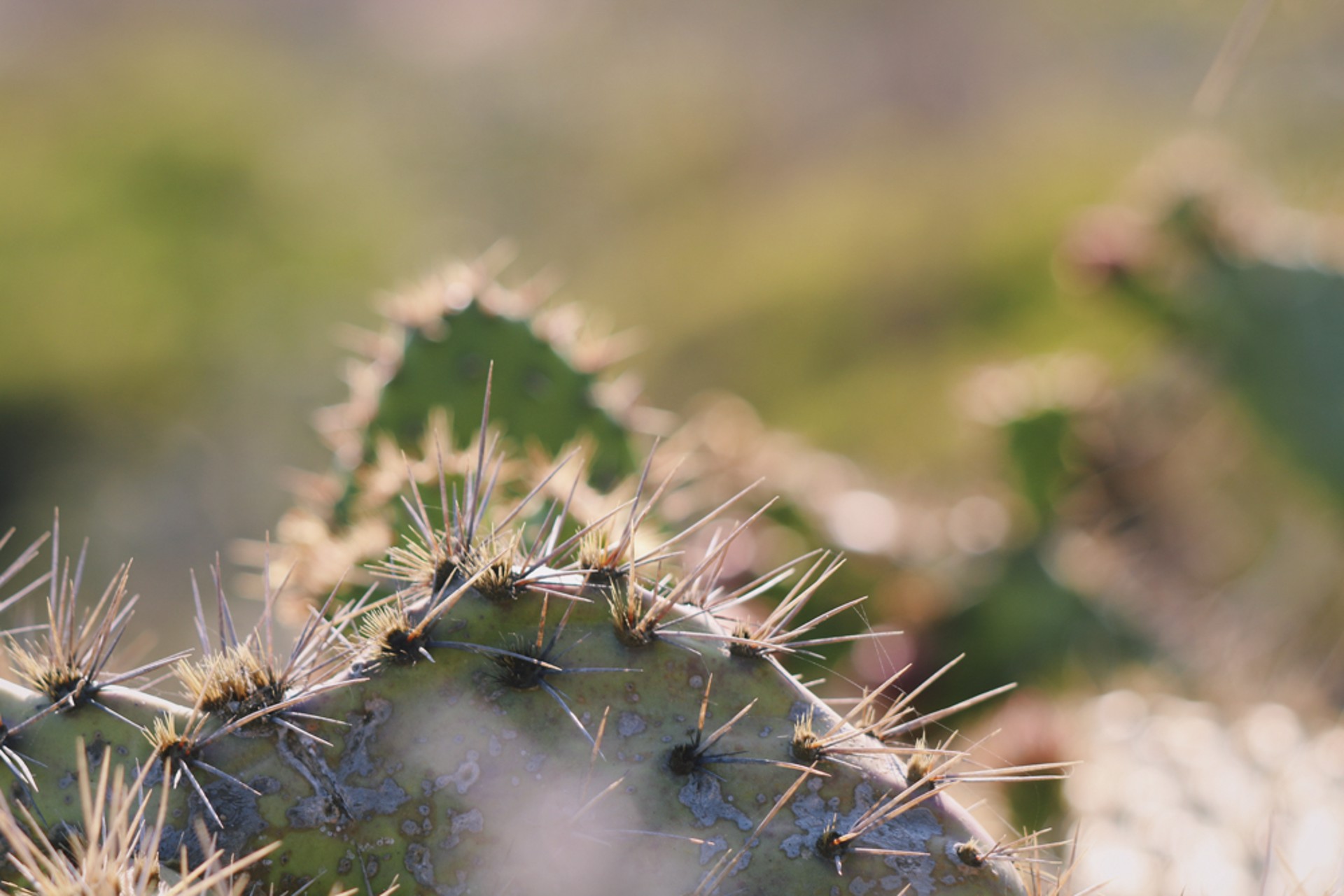 Cactus Needles by Melina Velleman