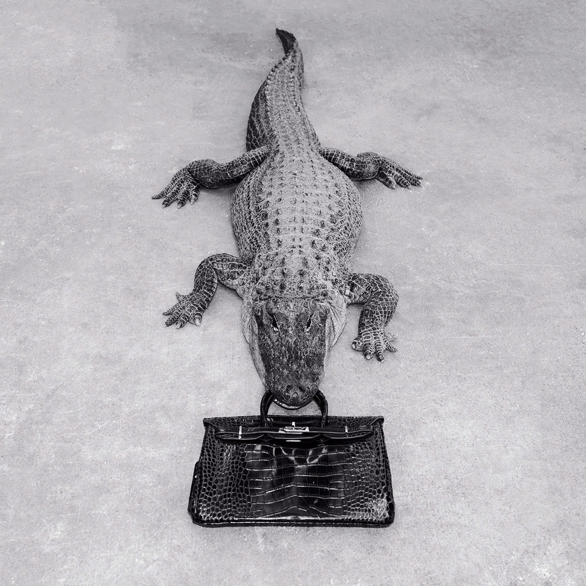 Gator Birkin Monochrome by Tyler Shields
