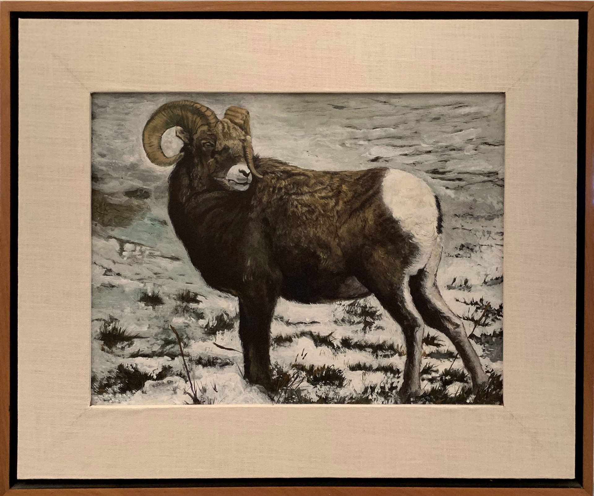Bighorn Sheep by Katie Oliver