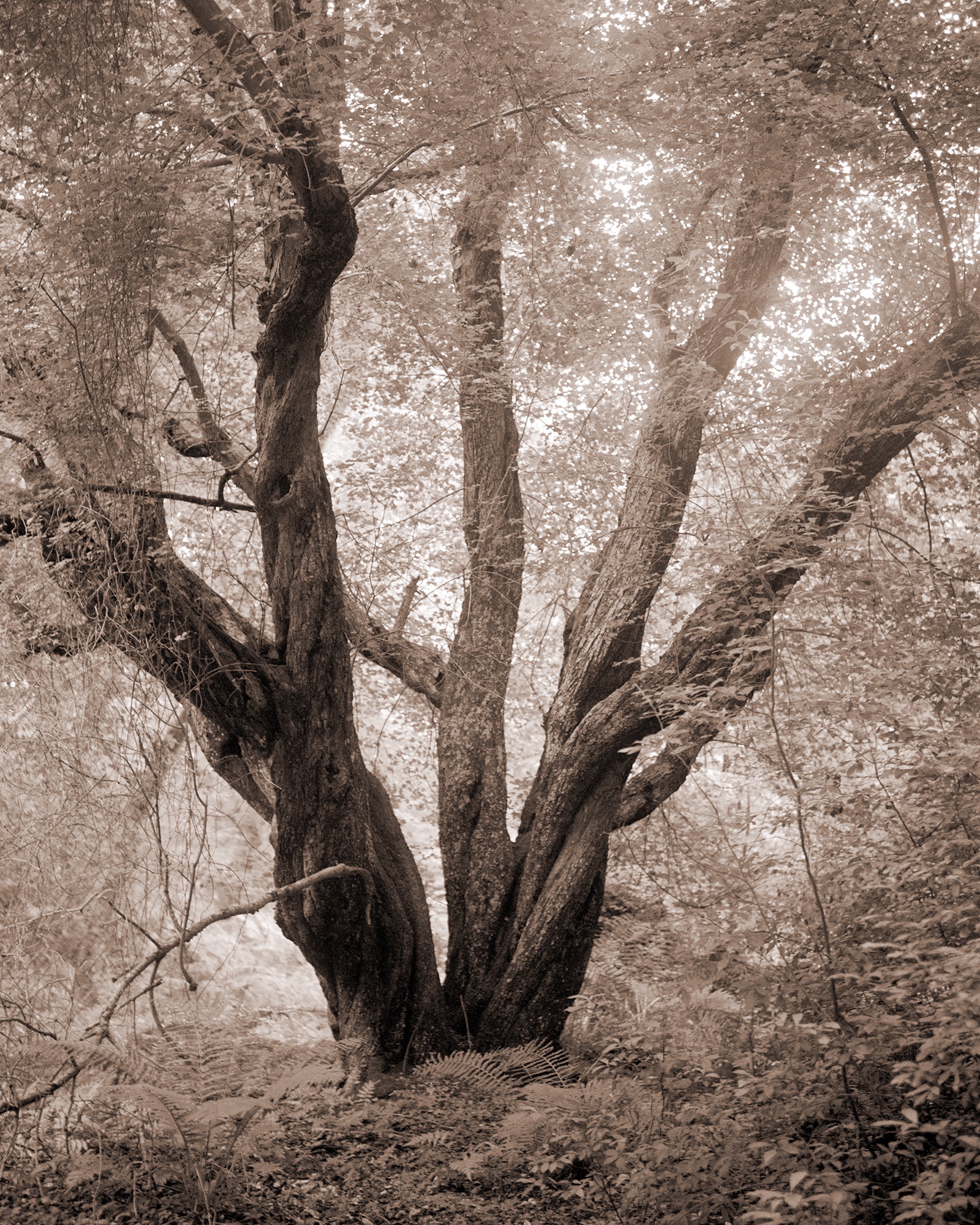 Hidden Oak by David Halliday