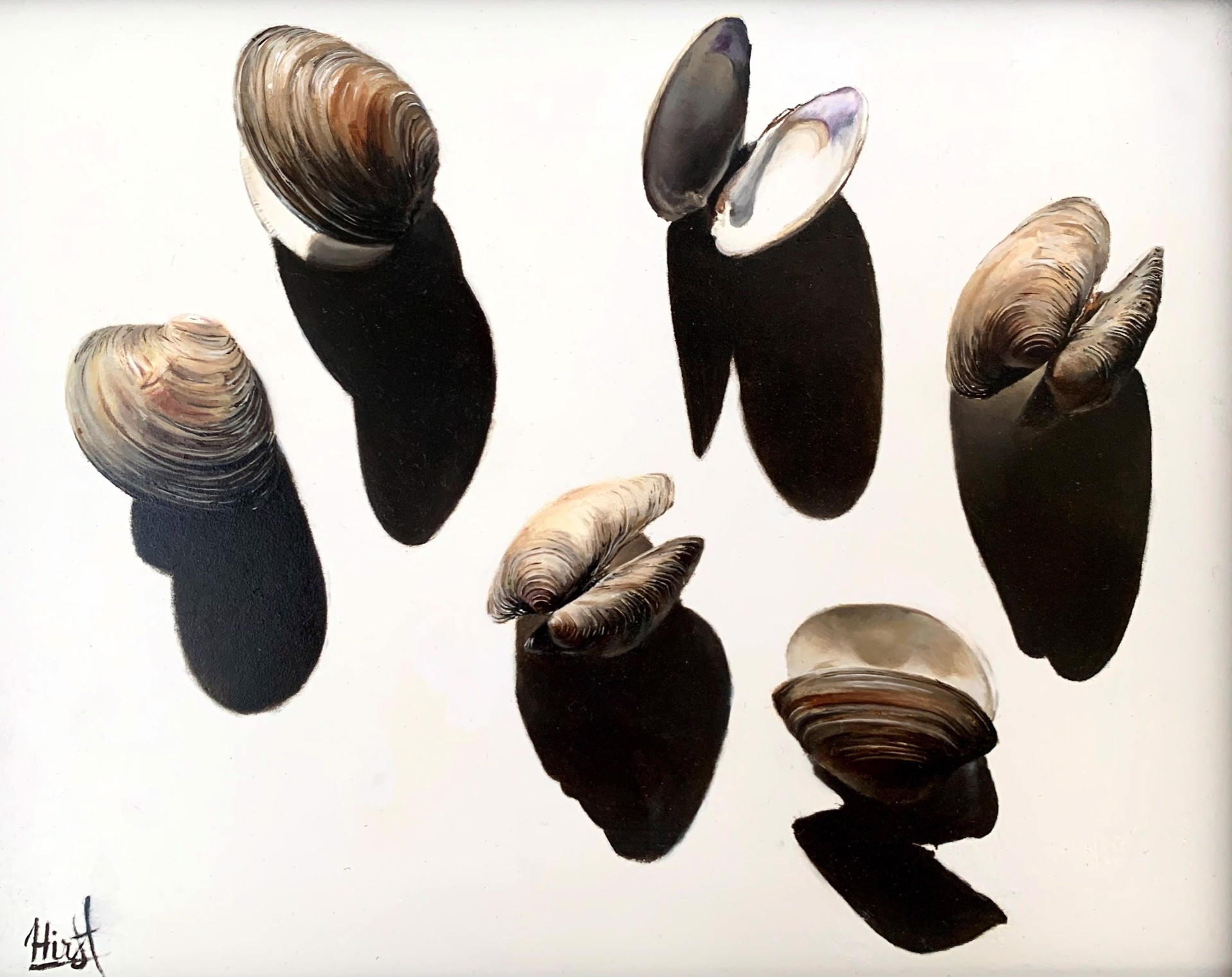 Clam Shells and Their Shadows by Emma Hirst
