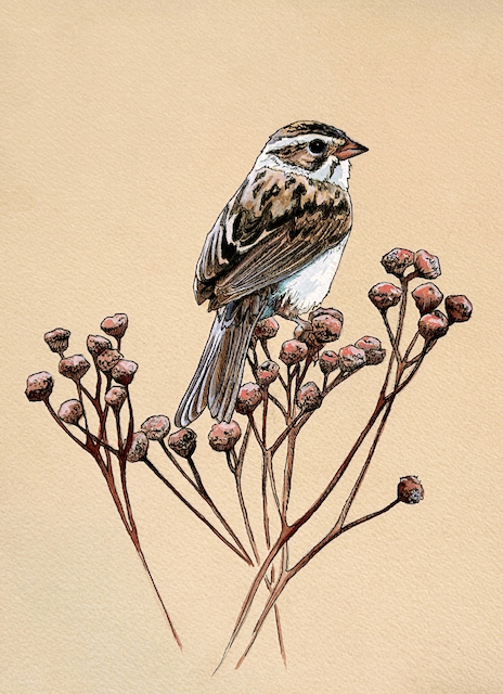 Clay Coloured Sparrow by HEATHER MILLAR