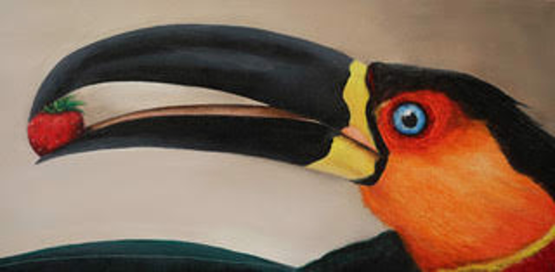 "Ariel Toucan", Endangered, Brazil Ramphastos ariel by Adrienne Sherman
