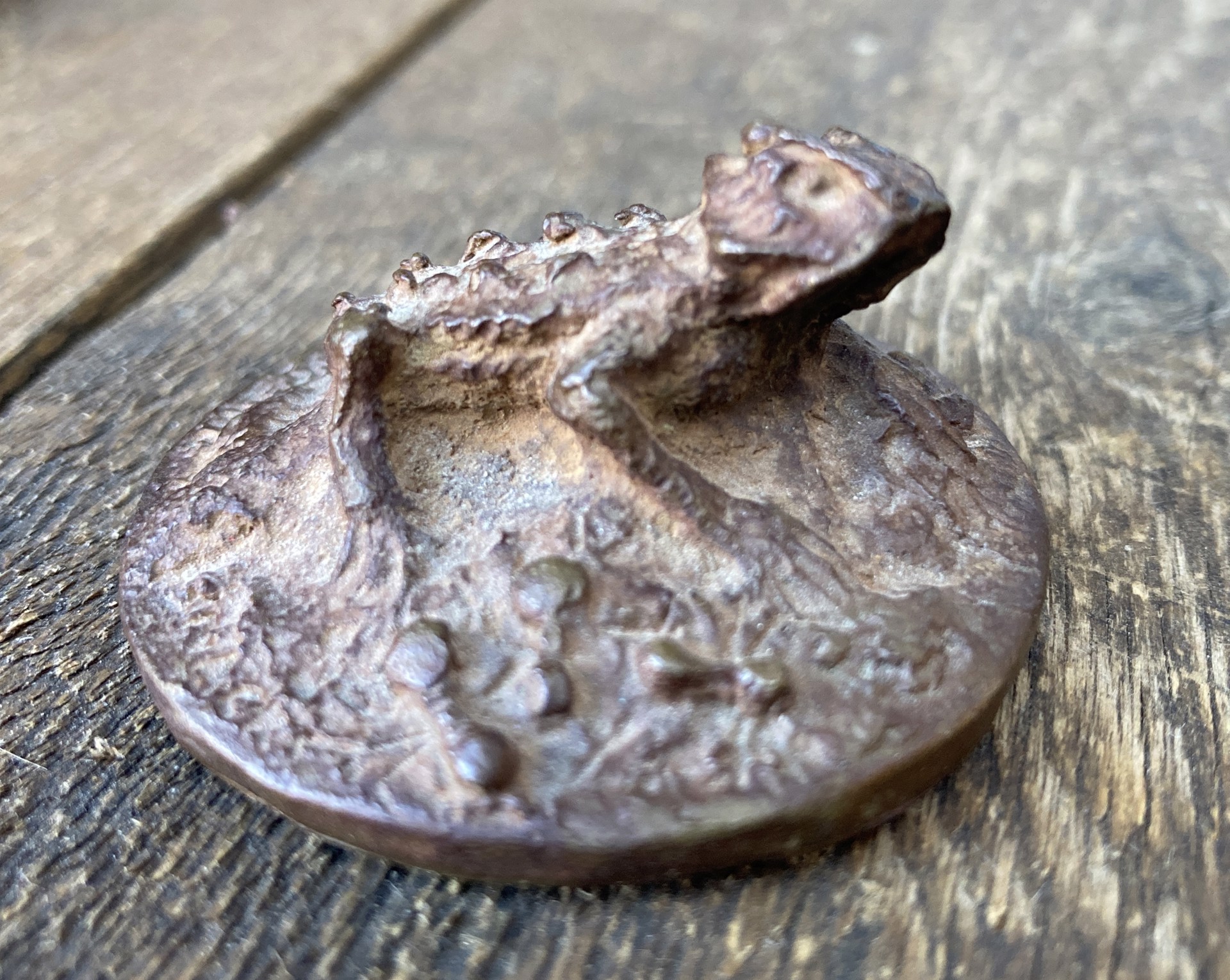 Tiny Horney Toad by Rob Pitzer's Private Collection