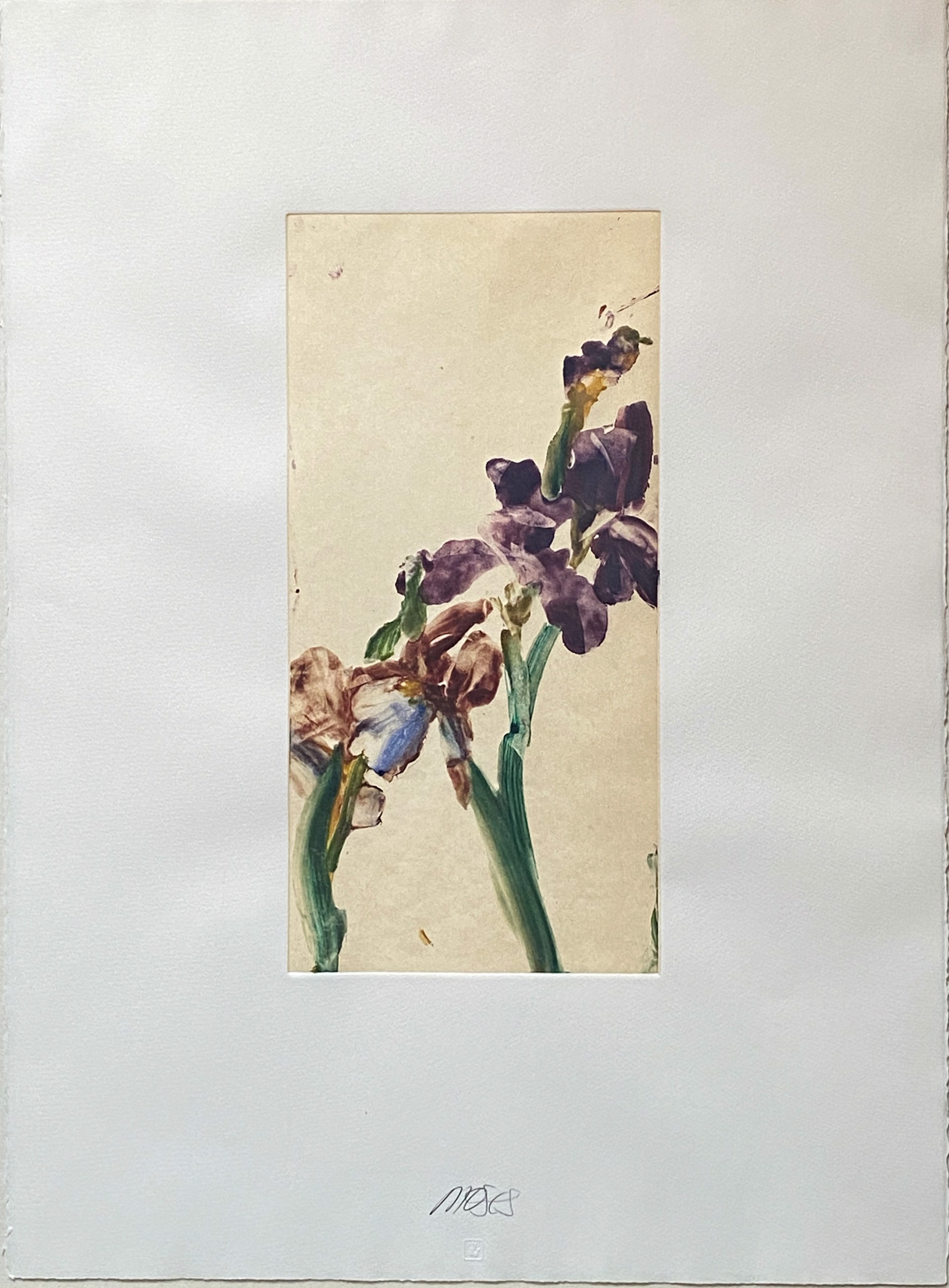 Irises by Forrest Moses