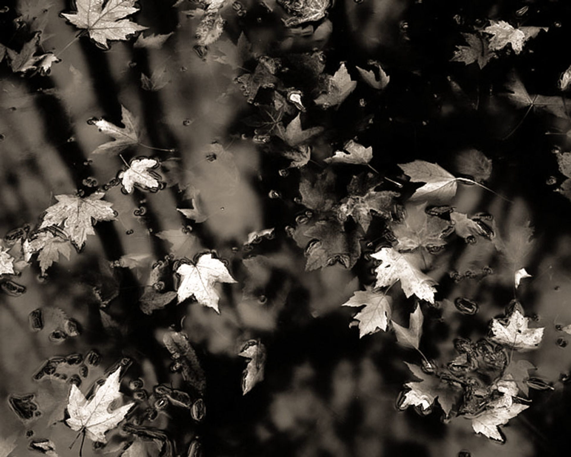 (#071) Fallen Leaves (1/34) by Frank Hunter