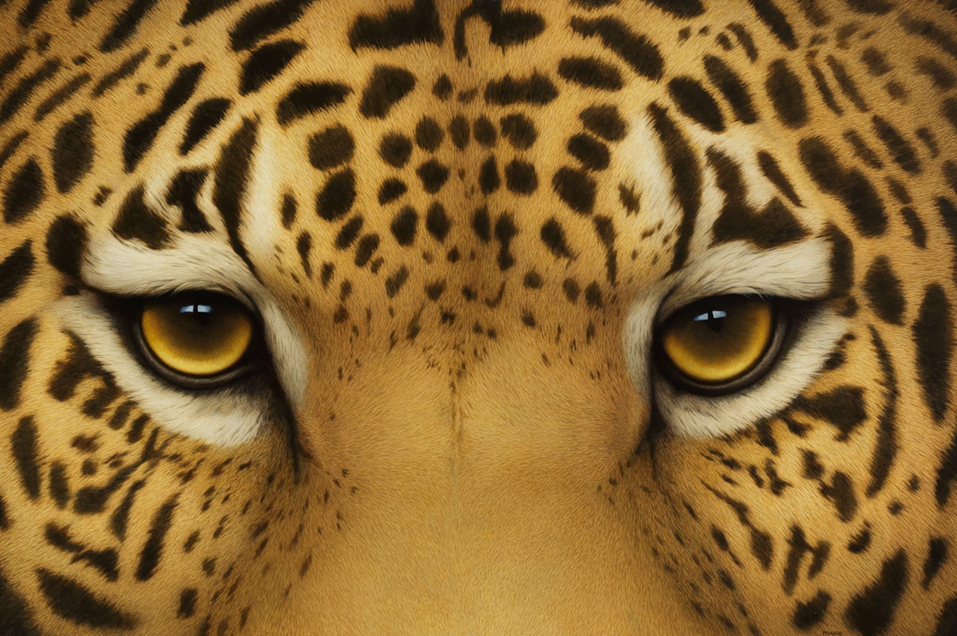 Leopard Eyes by Tom Palmore