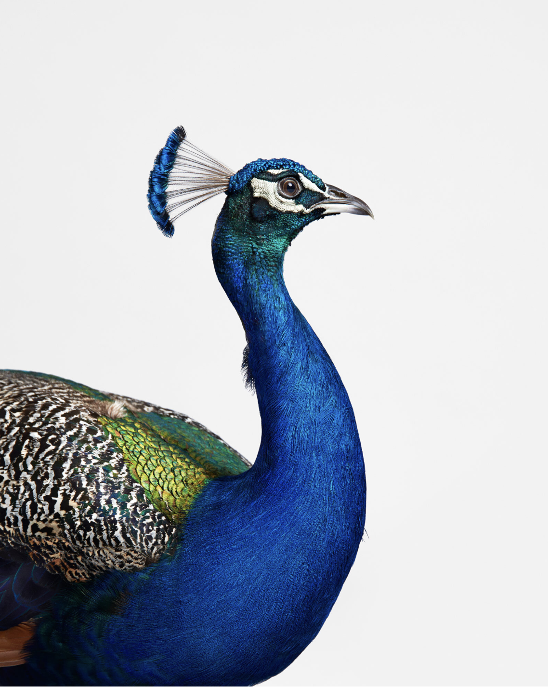 Blue Peacock by Randal Ford
