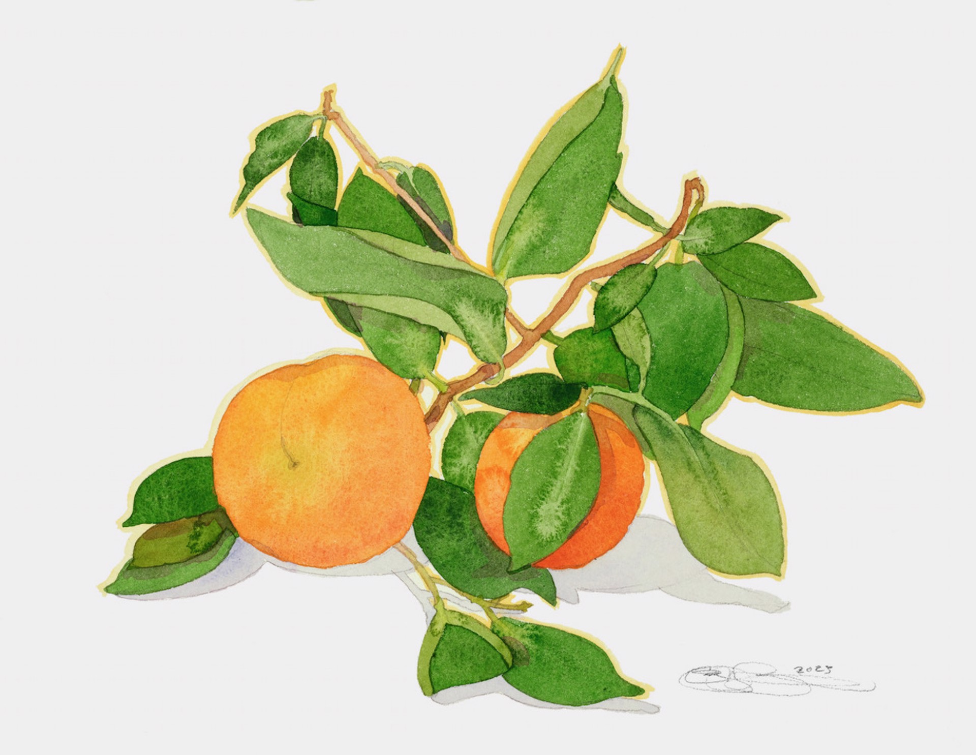 Oranges by Gary Bukovnik