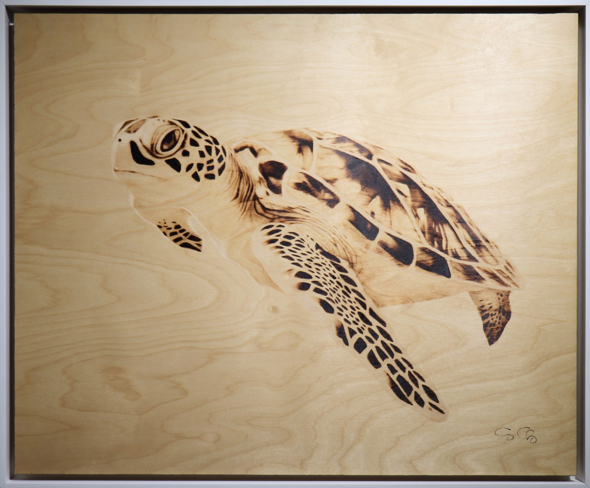 Turtle by George Charriez