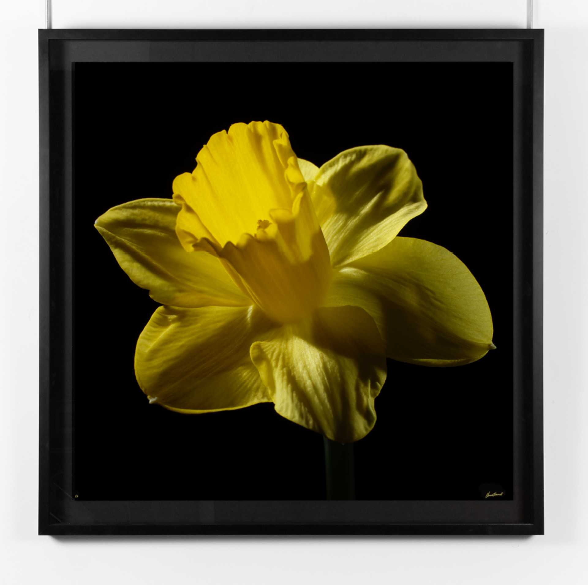 Narcissus by Oliver Bernardi - FLORA | META