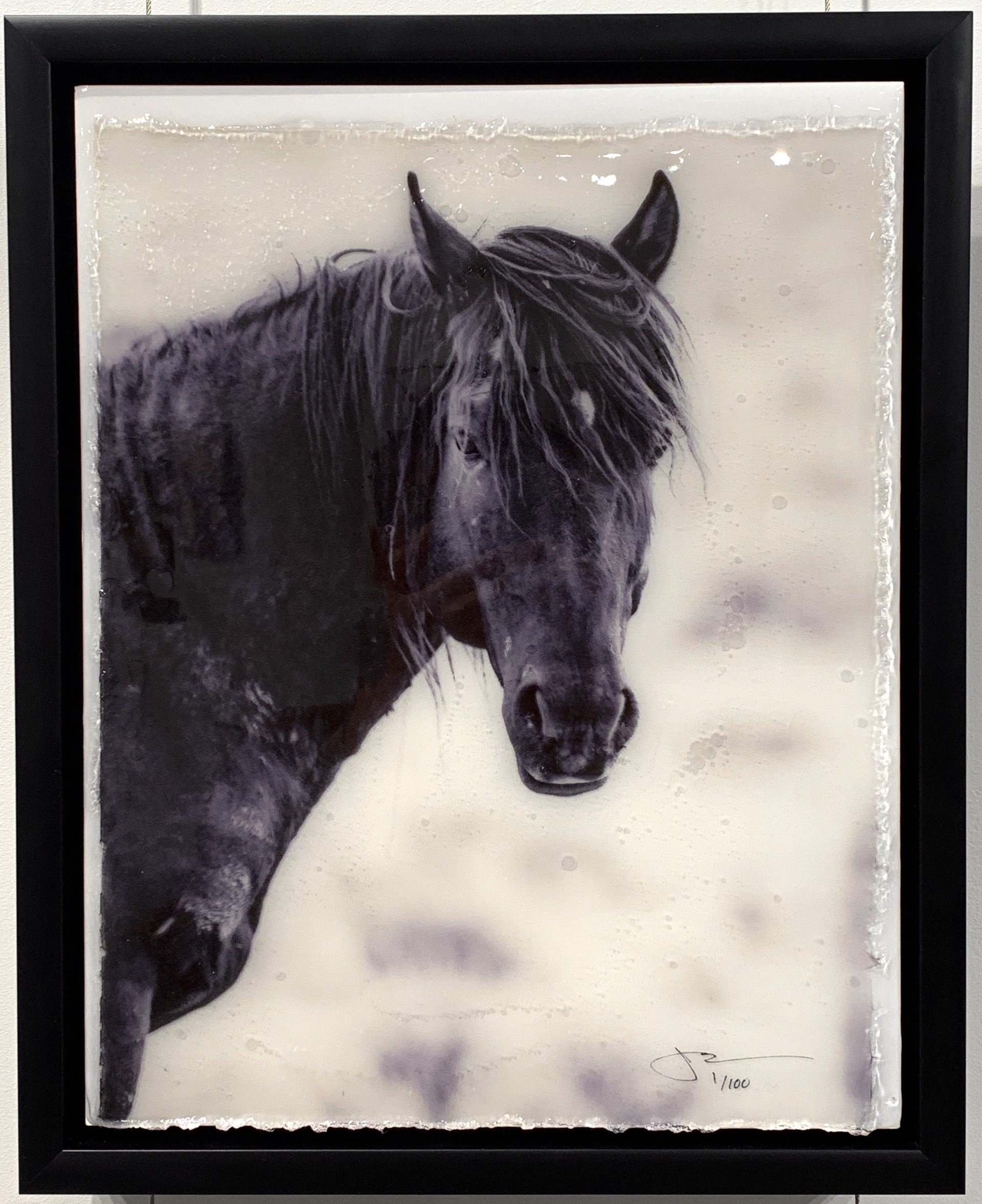 Original Limited Edition Photography Of A Mustang Horse Head By Jason Williams Available At Gallery Wild
