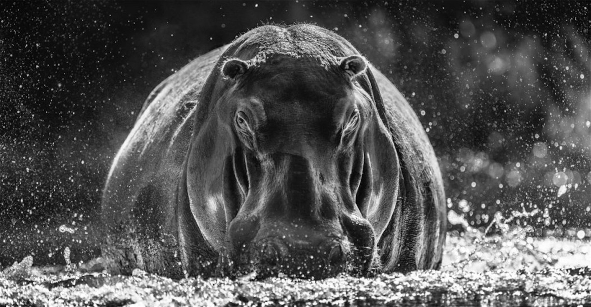 Dexter by David Yarrow