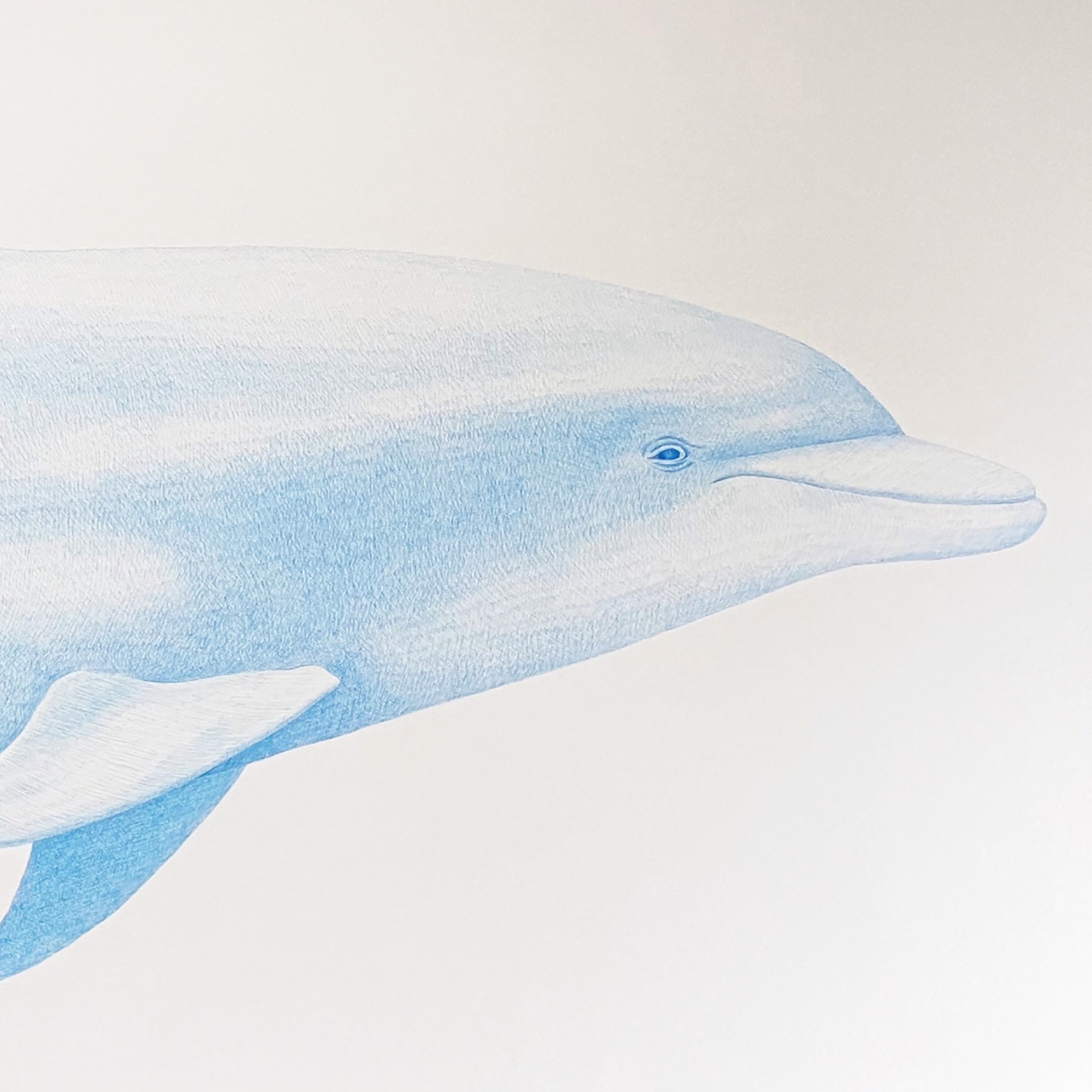 Bottlenose Dolphin by Hannah Hanlon