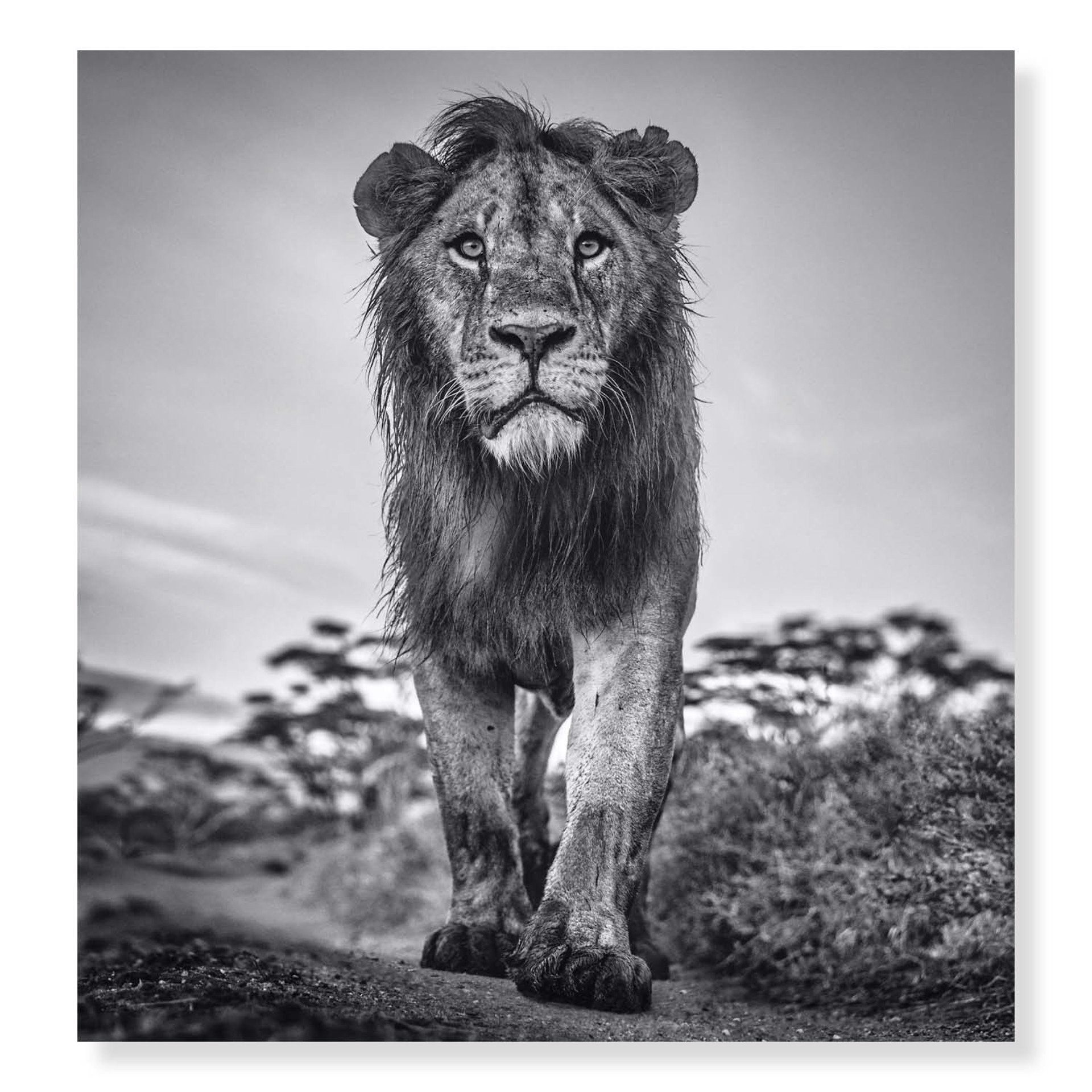 The Morning Show by David Yarrow