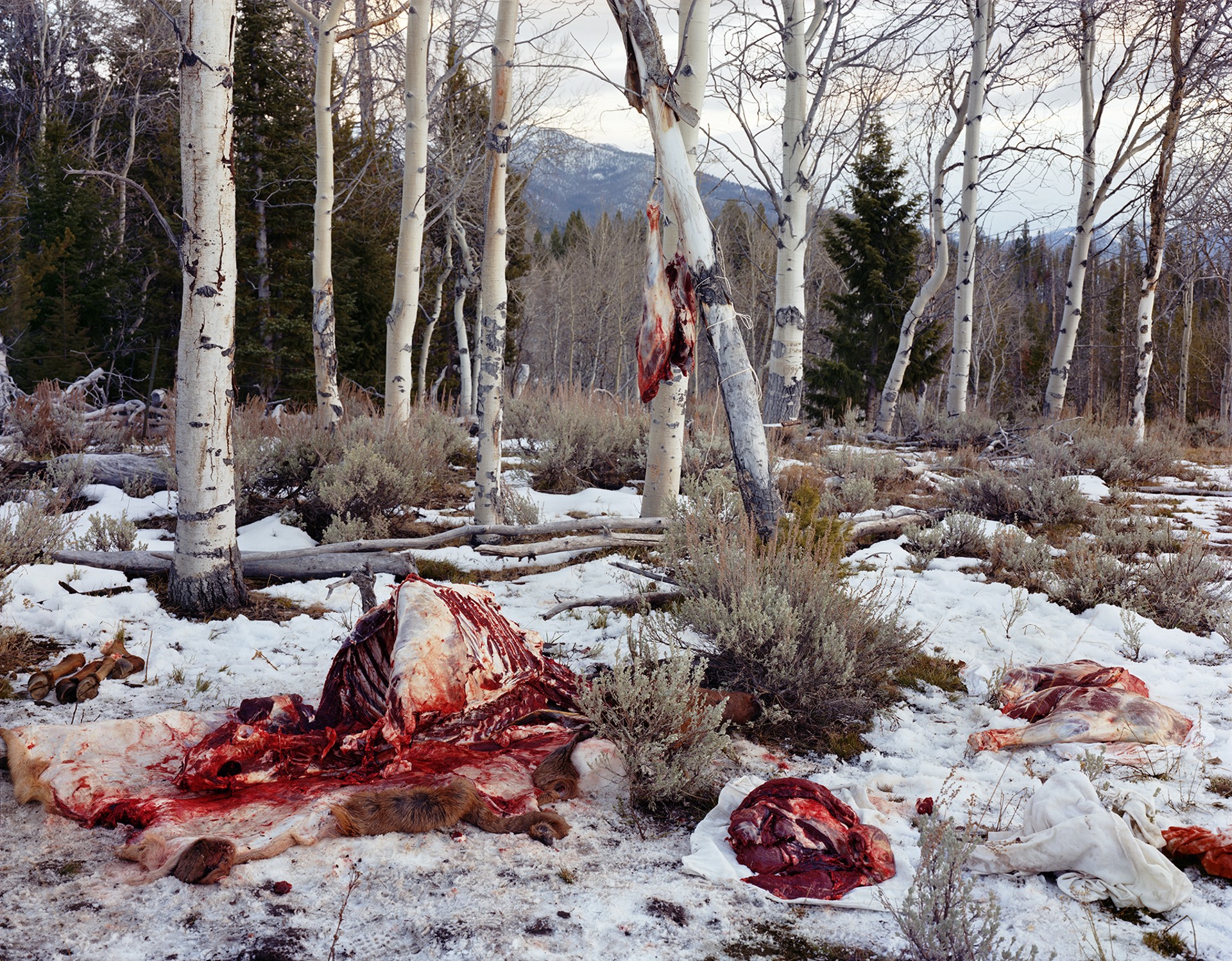 Quartered Rocky Mountain Elk, Milky Creek, White Cloud Mountains, Idaho, 2004   AP by Laura McPhee