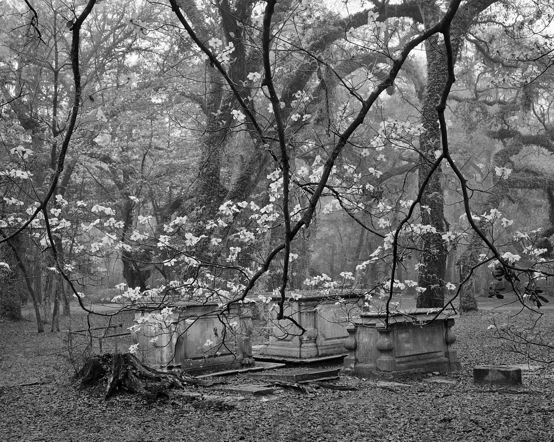 (#205) Dogwood Blossoms and Graves, Sheldon Church Ruins (1999) by Frank Hunter