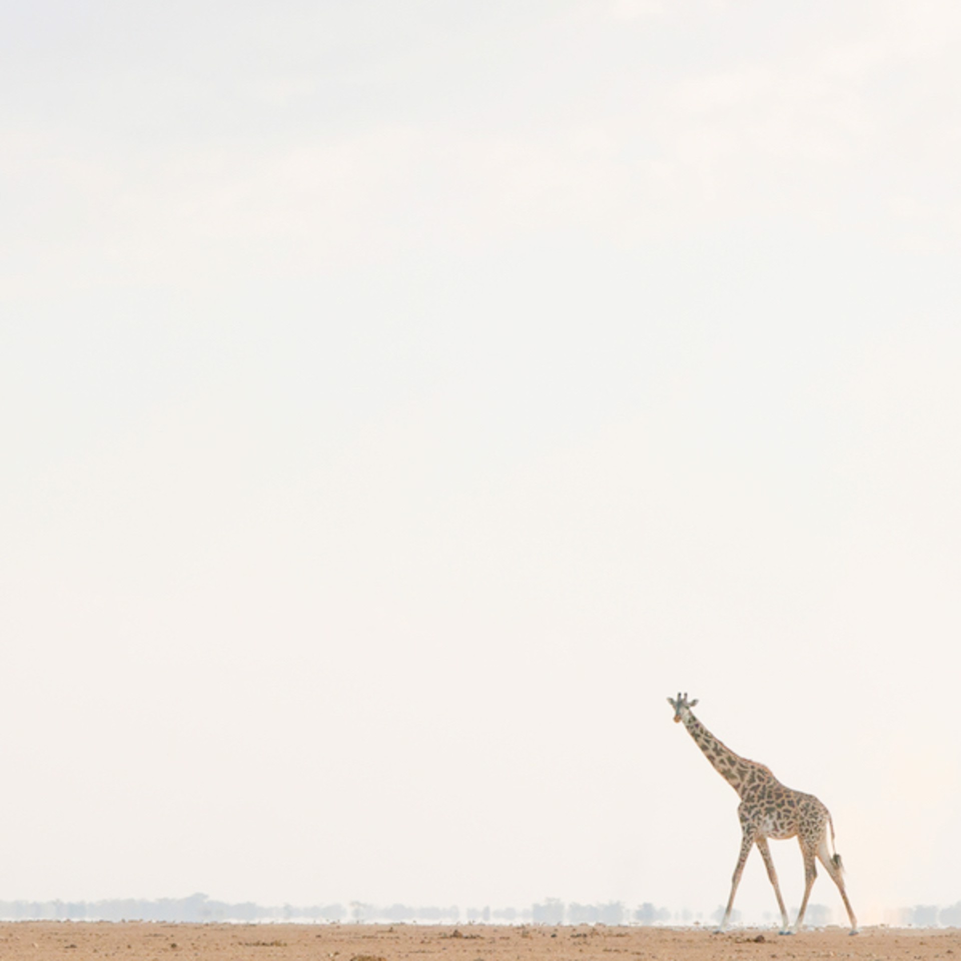 Giraffe Walking Across the Evening Plains by Tess Atkinson