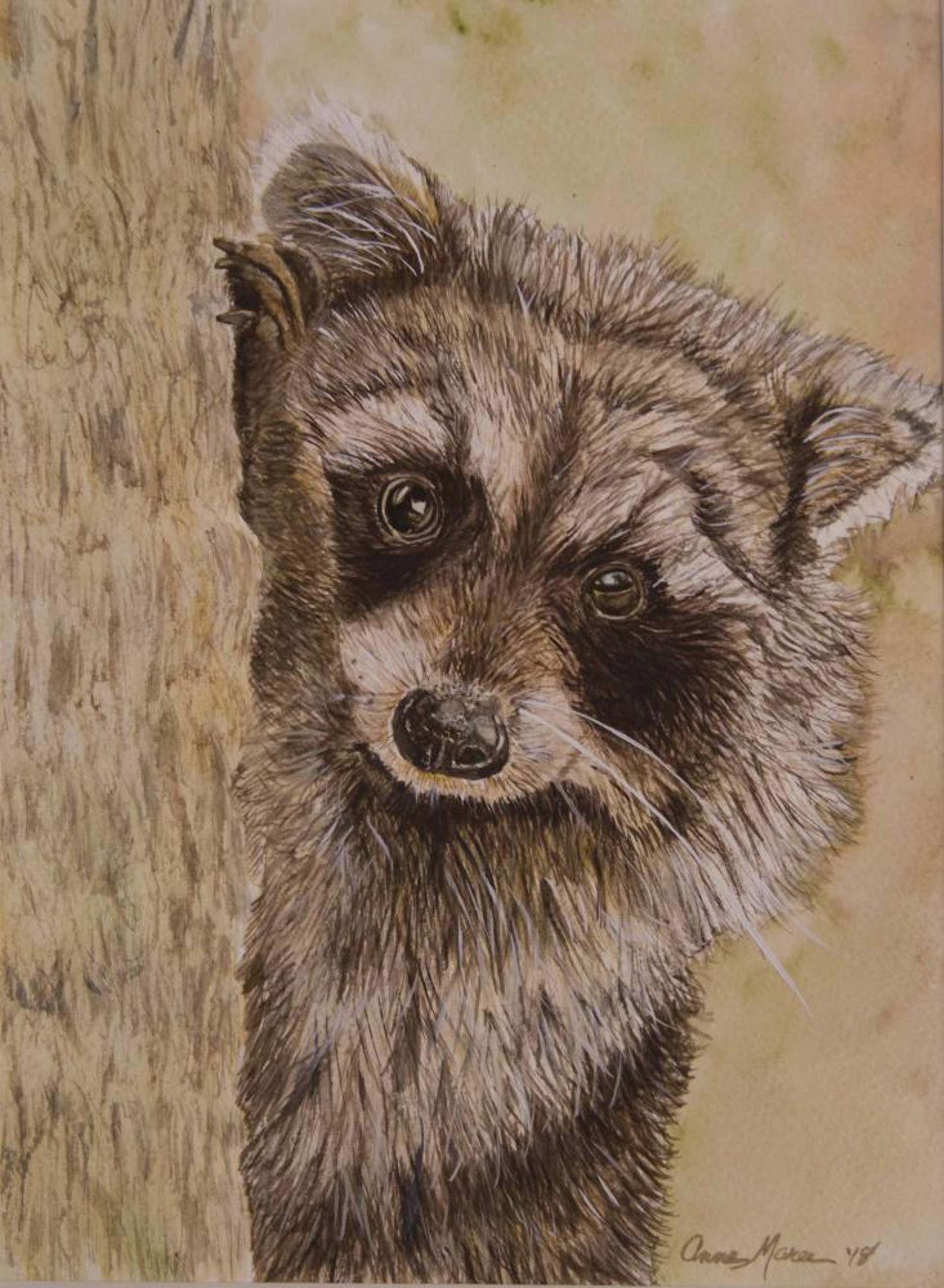 Mrs. Boone's Raccoon by Anne Maree Lawrence