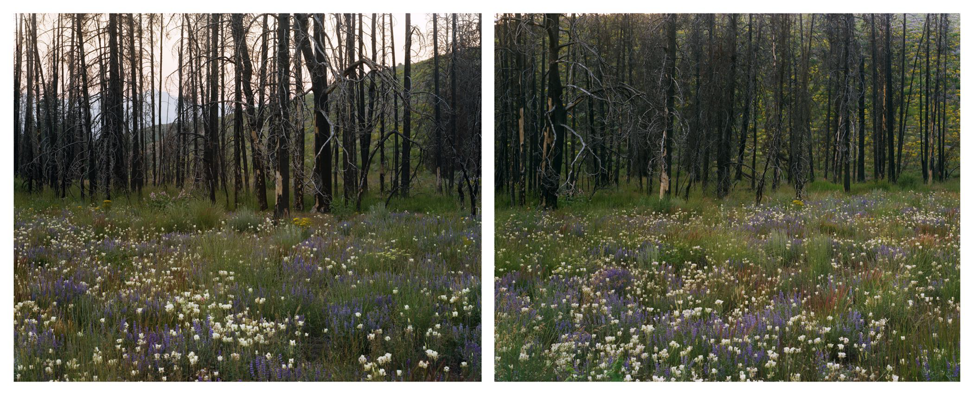 Midsummer, Sego Lillies (Diptych) by Laura McPhee