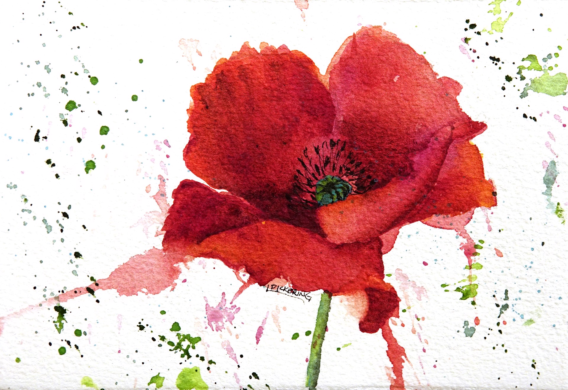 Red Poppy XXIII by Laura Pickering