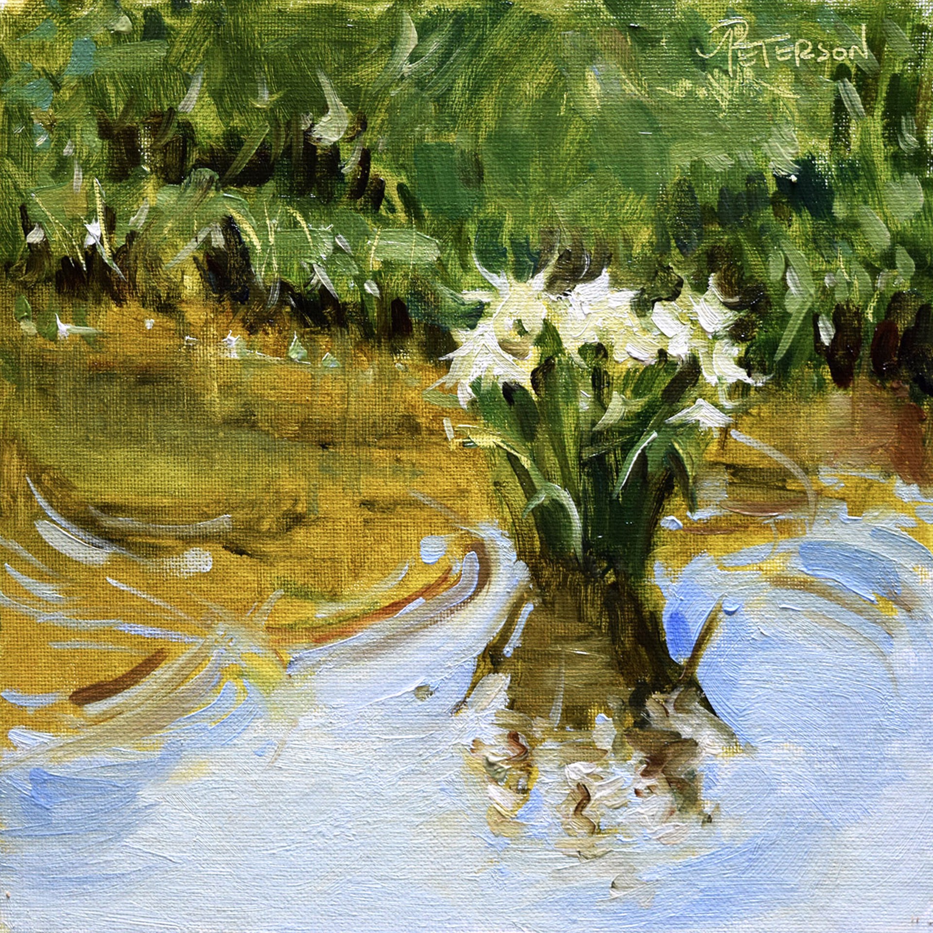 Cahaba Lily Reflections by Amy R. Peterson