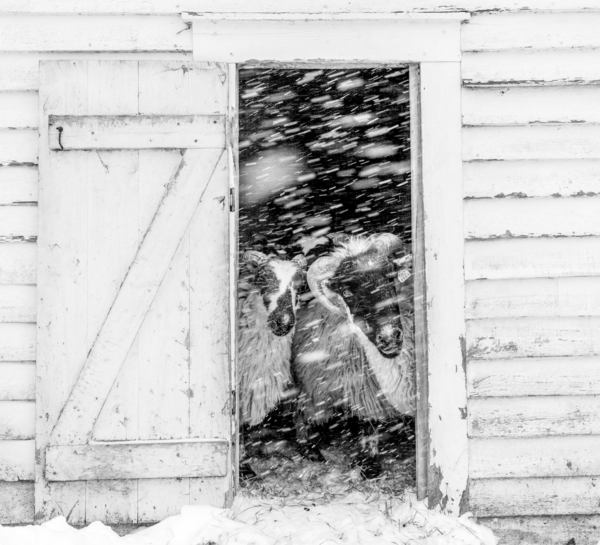 Snowbound by Nina Fuller