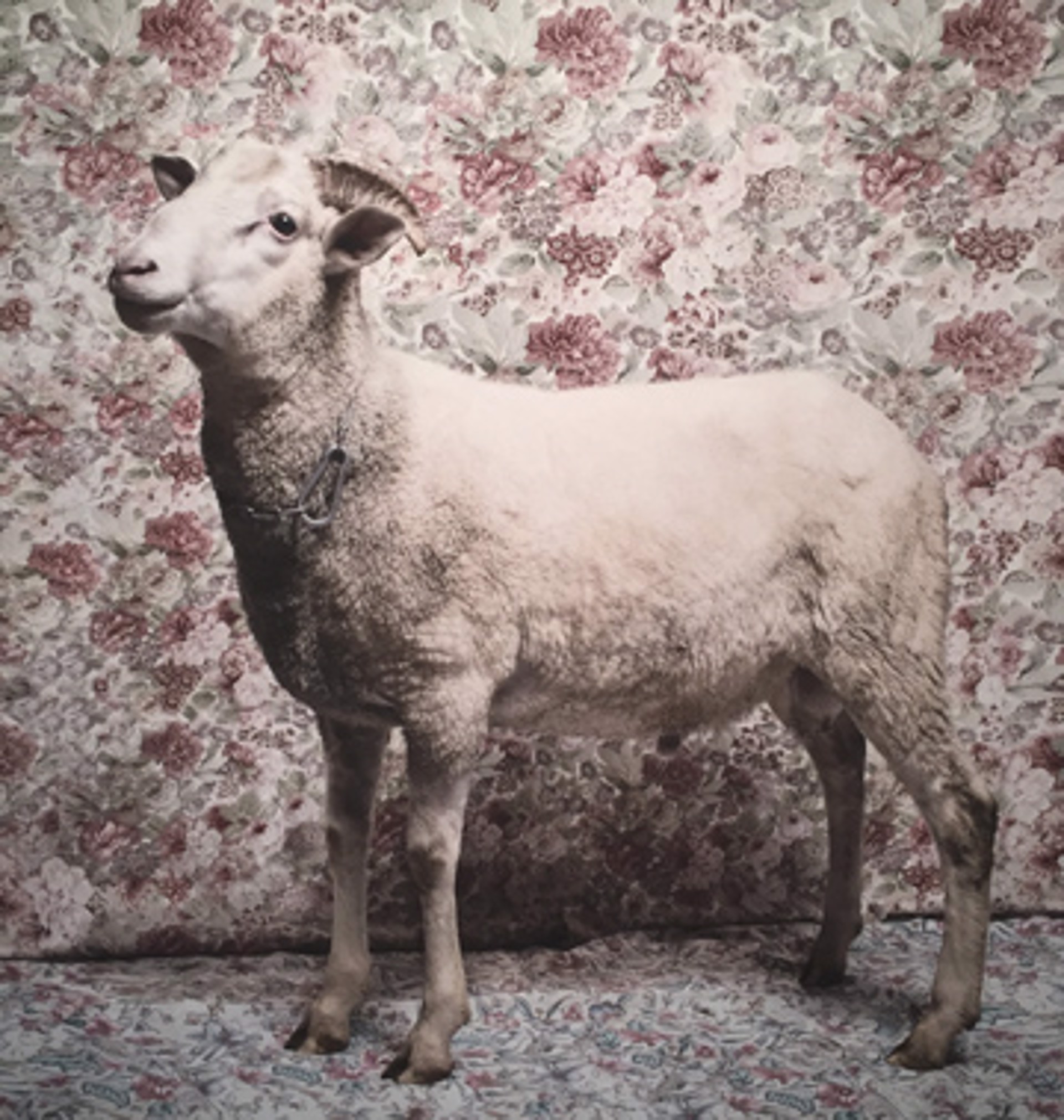 Lamb by Natalia Wiernik