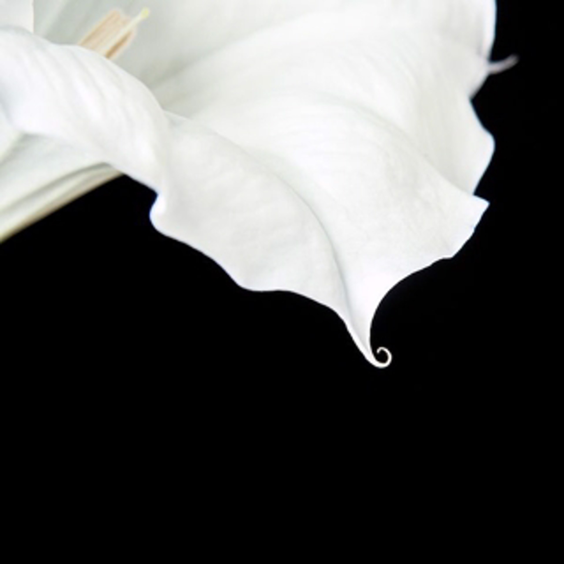 Datura Blossom, 1963 by Molly Wood
