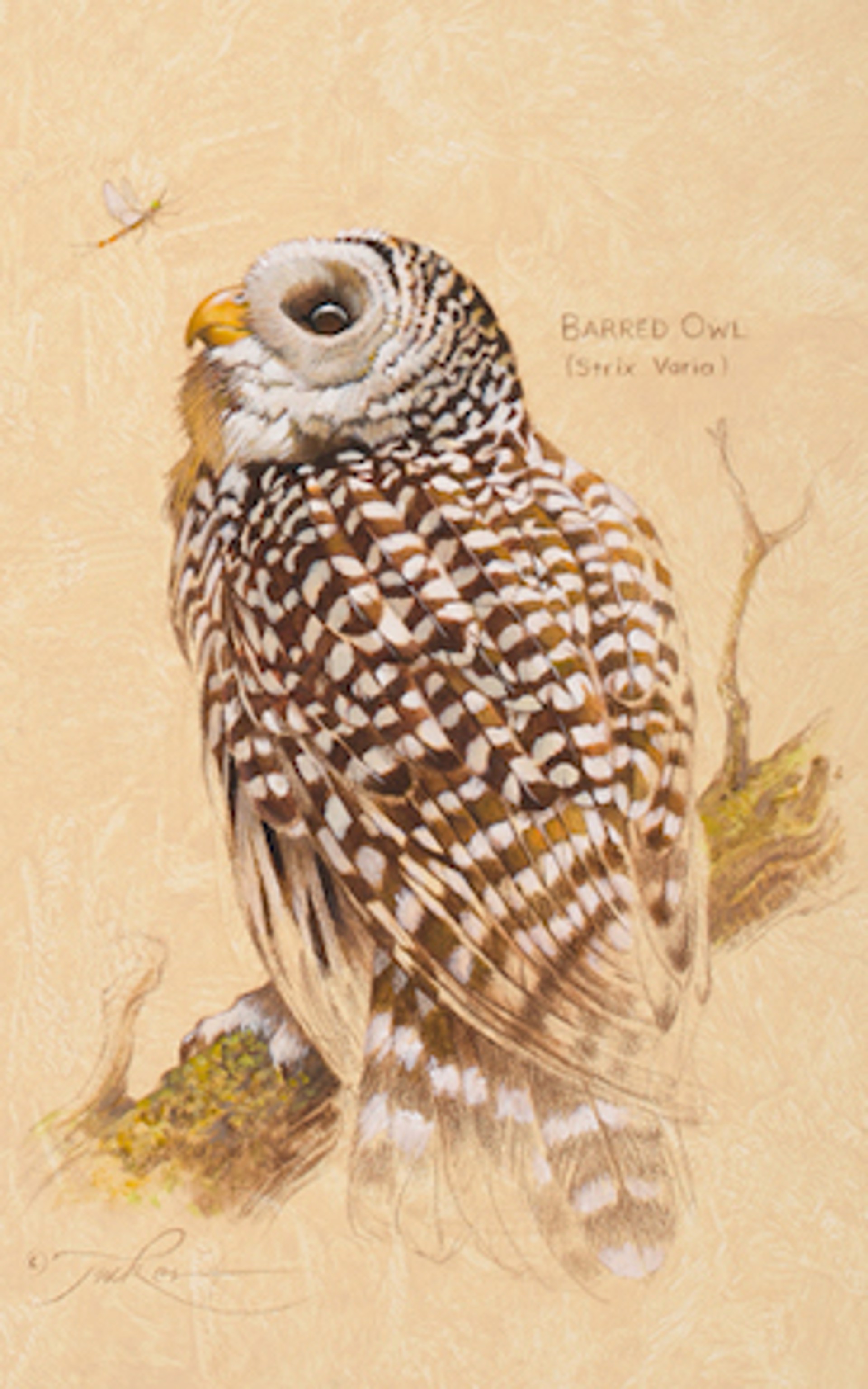 Barred Owl by Ezra Tucker