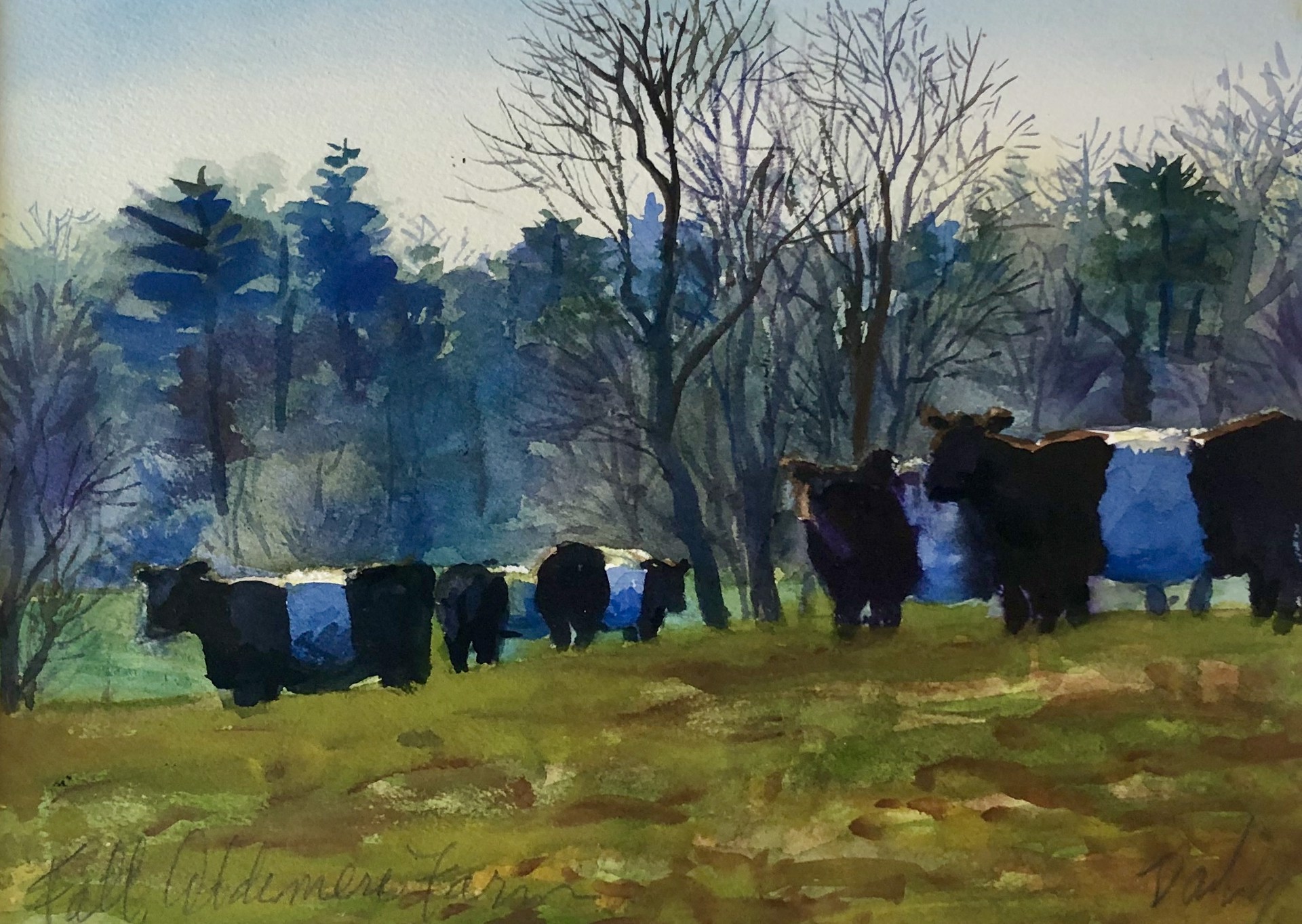 Belted Galloways, Aldermere Farm by Dan Daly
