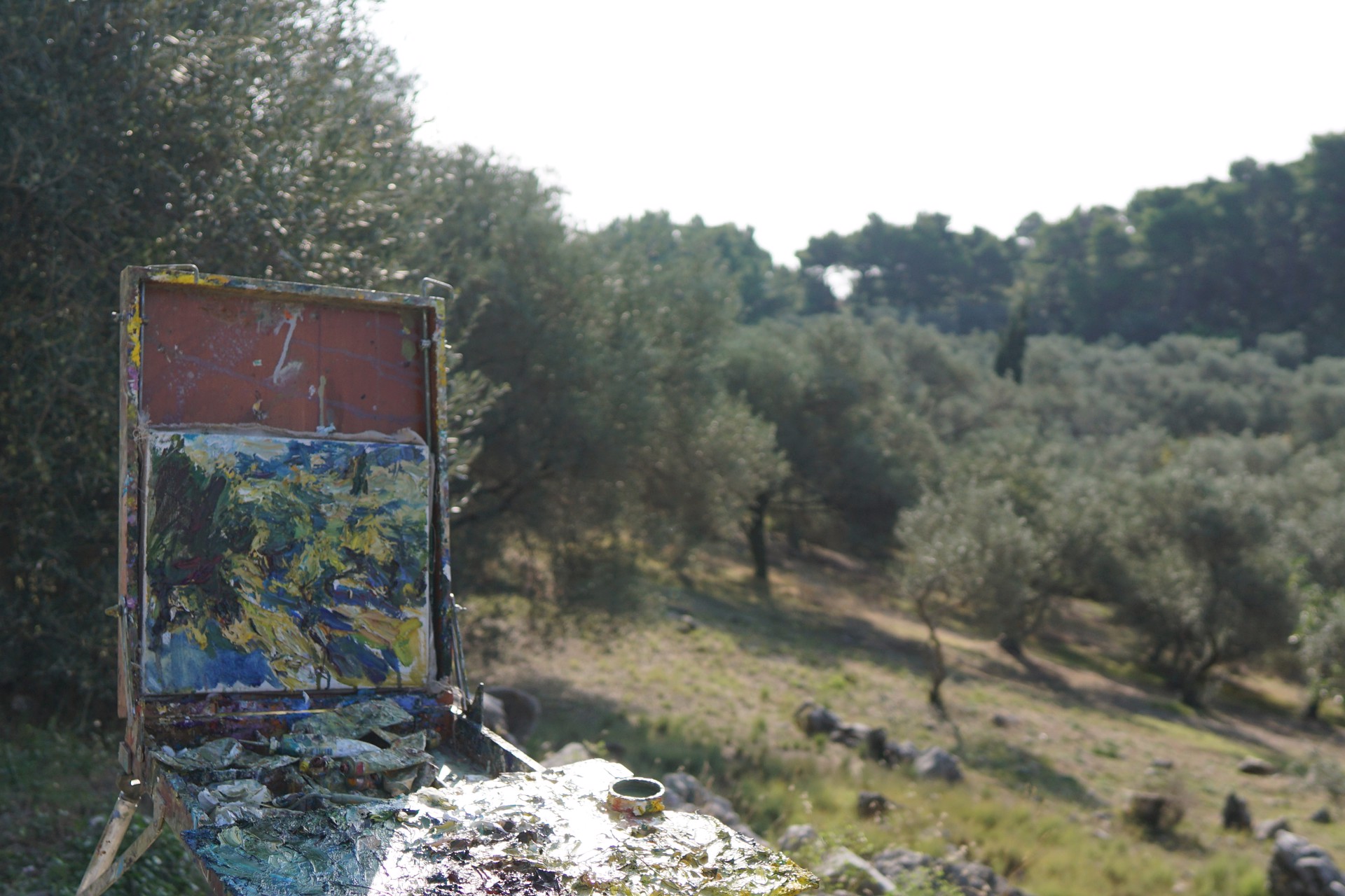 Olive Orchard (Croatia) by Ulrich Gleiter
