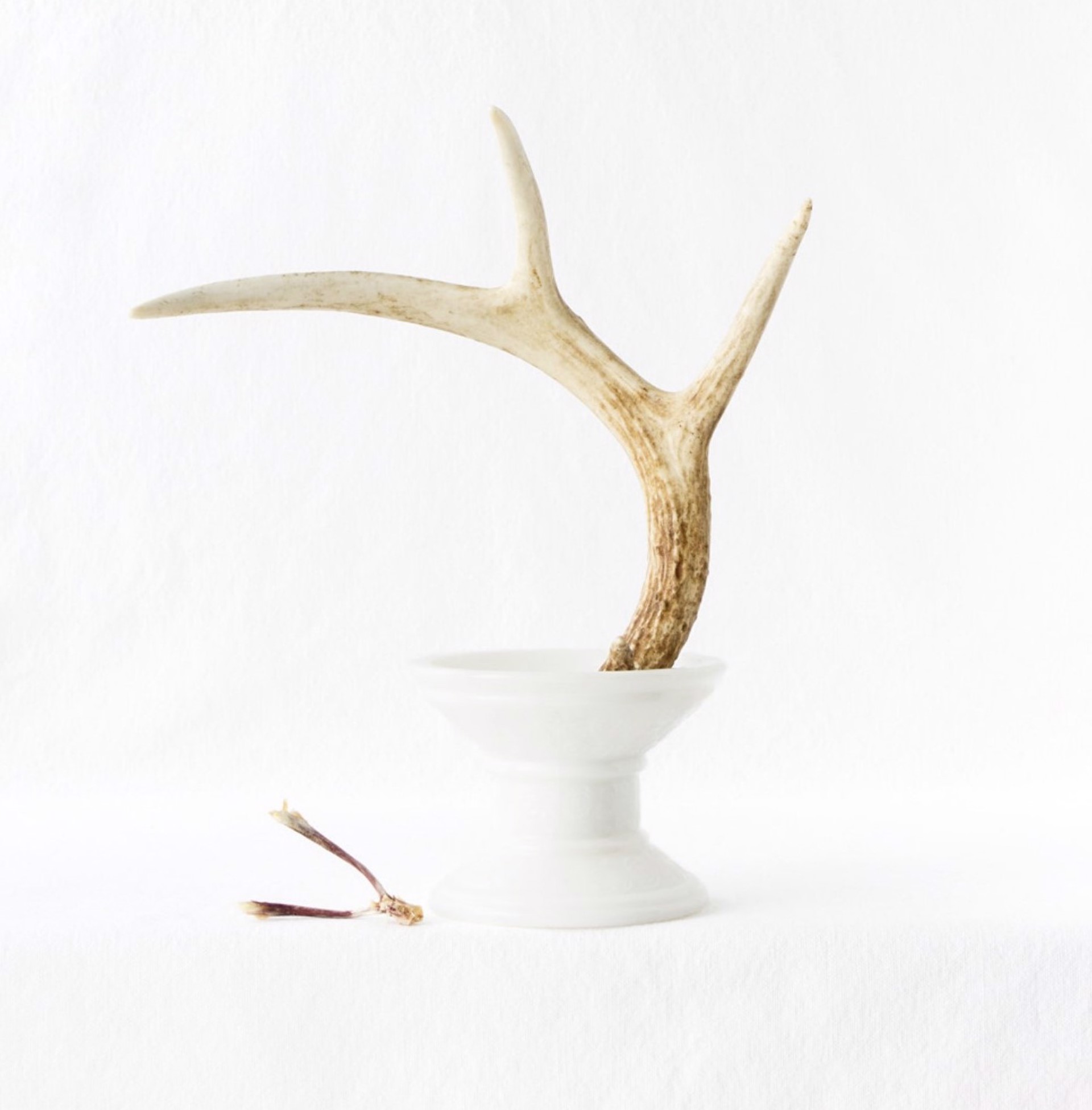 Wunderkammer - Antler and Wishbone by Kimberly Witham