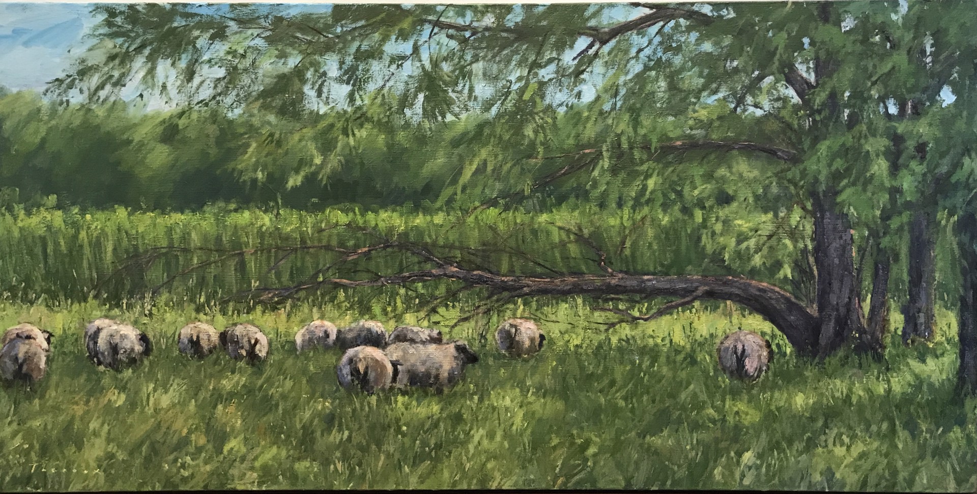 Icelandic Sheep Under Willow by Joseph Theroux
