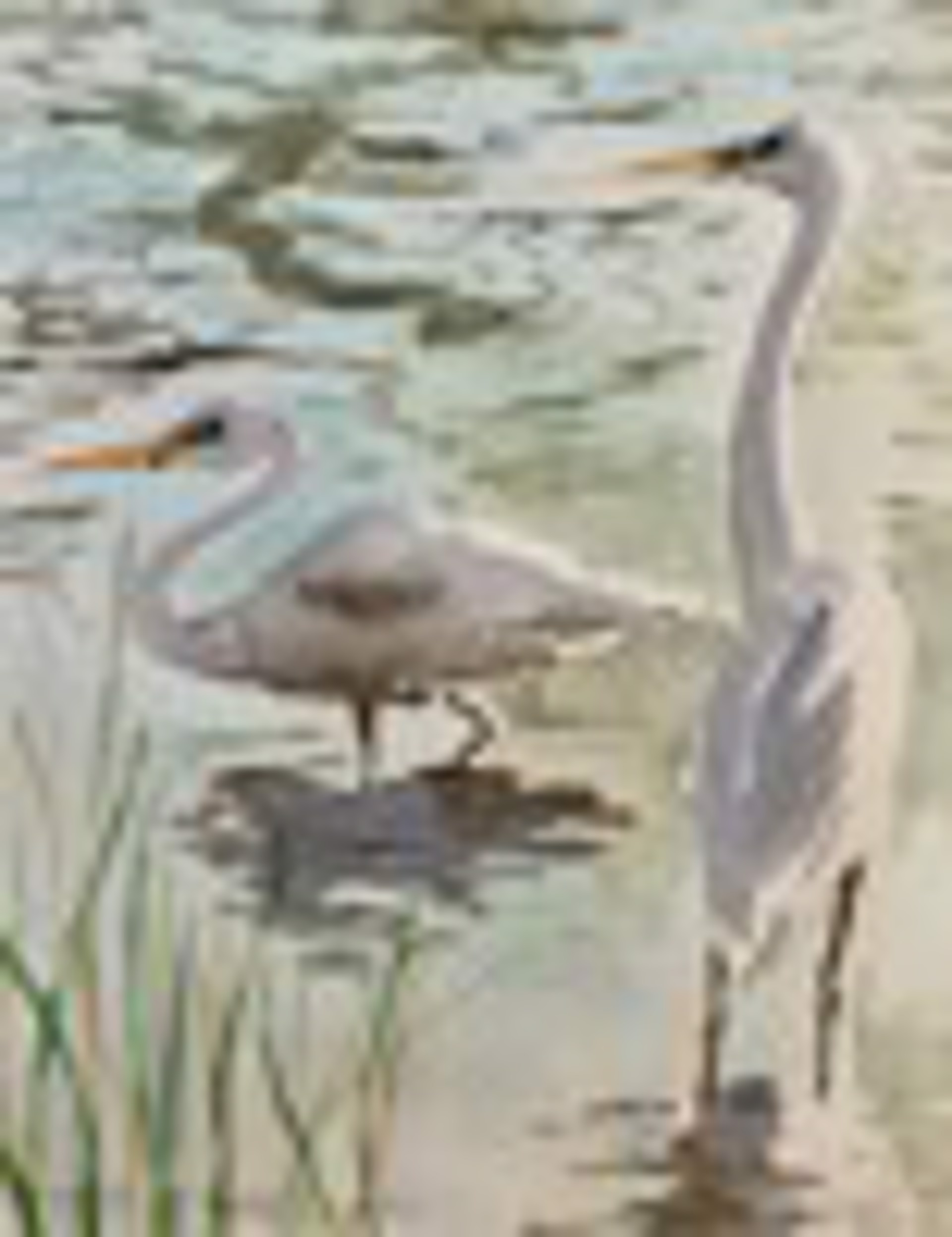 Egrets at Parker Damn by Pamela Hollinde
