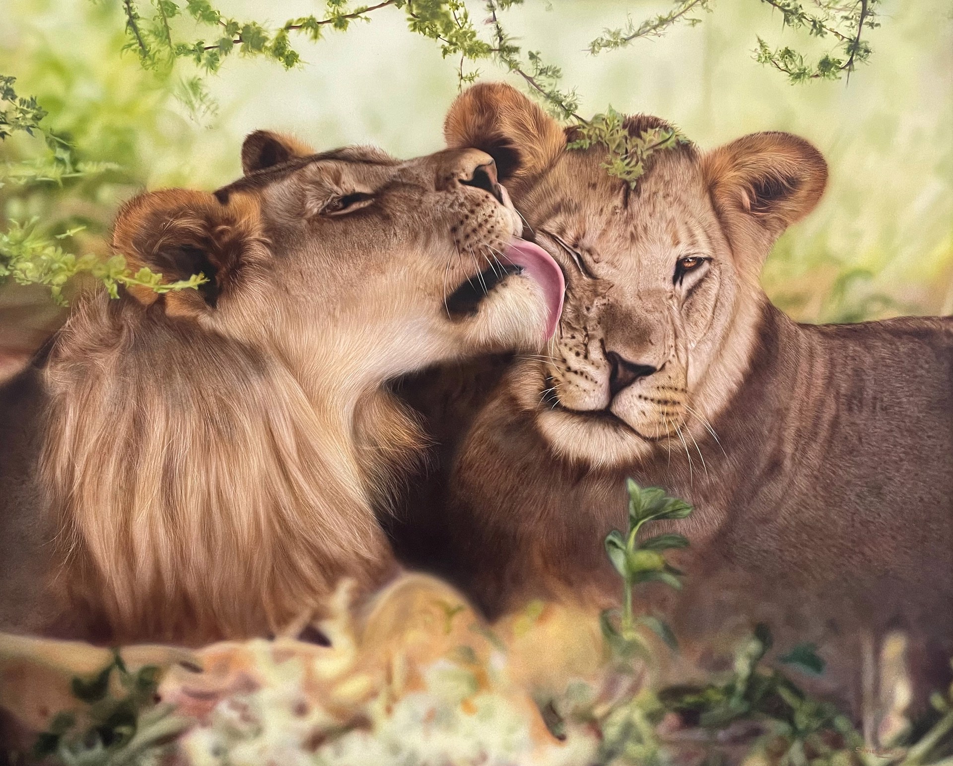 Wild Affection by Silvia Belviso