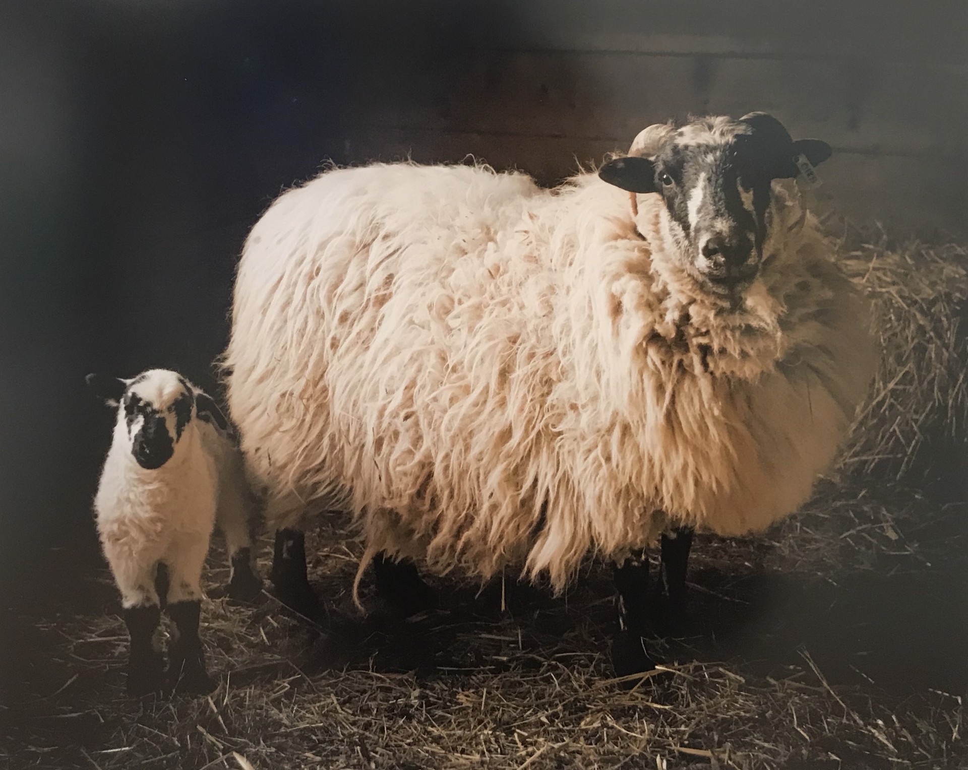 Lambing Season by Nina Fuller