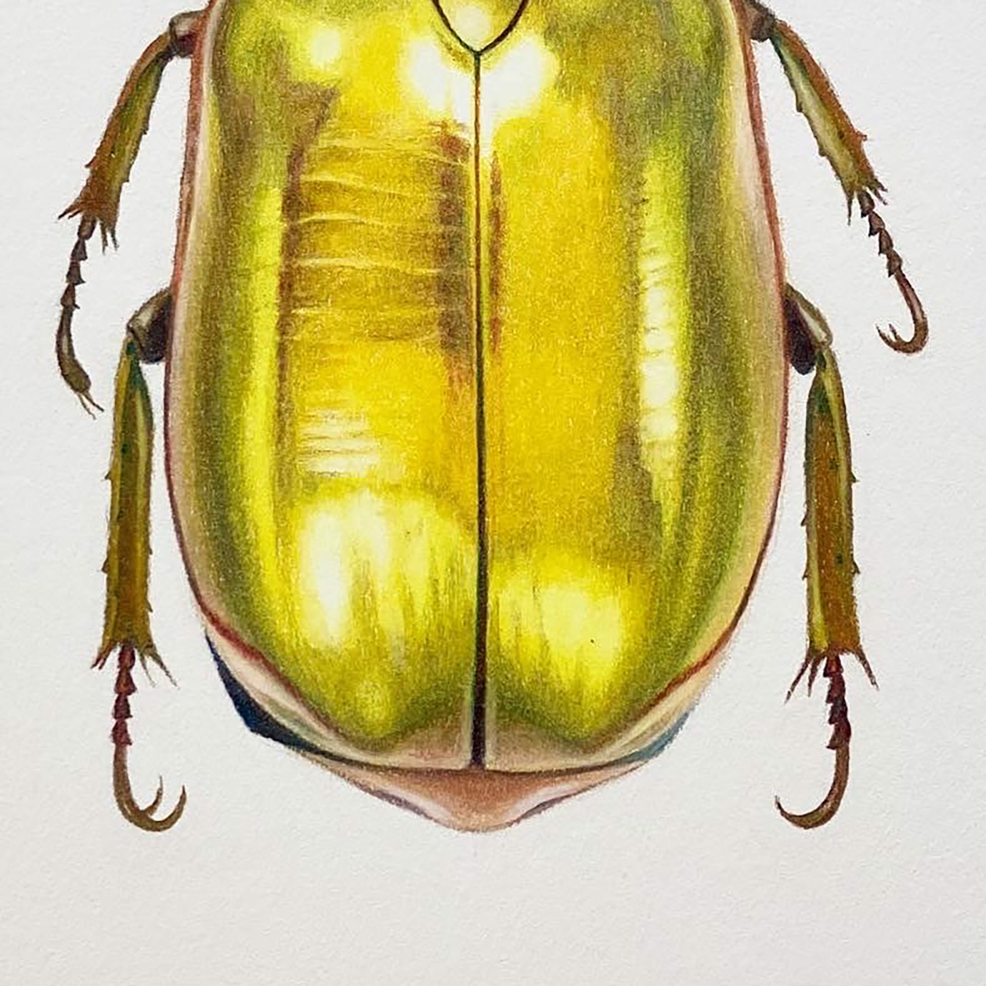 Coleoptera Chroma #27 by Hannah Hanlon