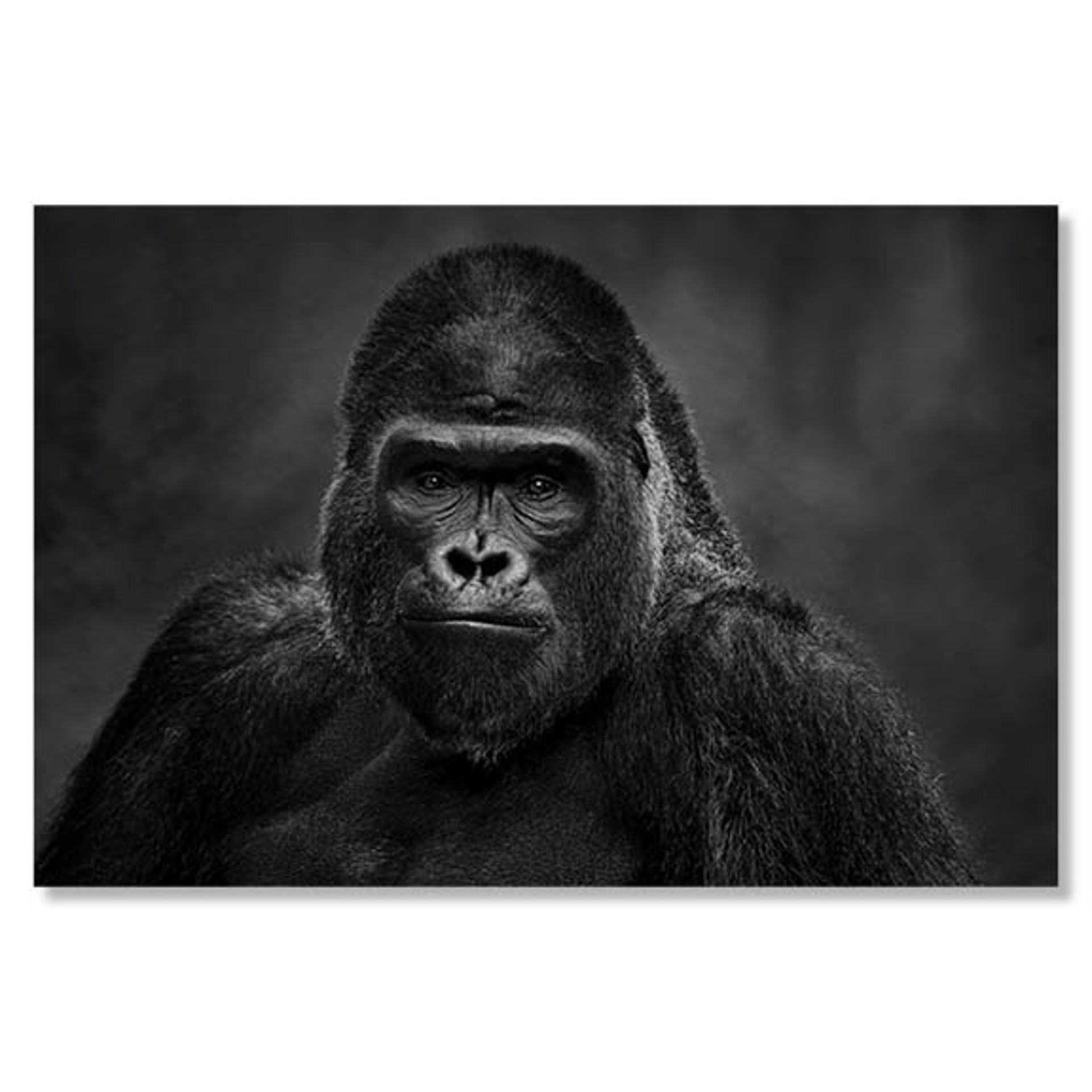 The Senator by David Yarrow