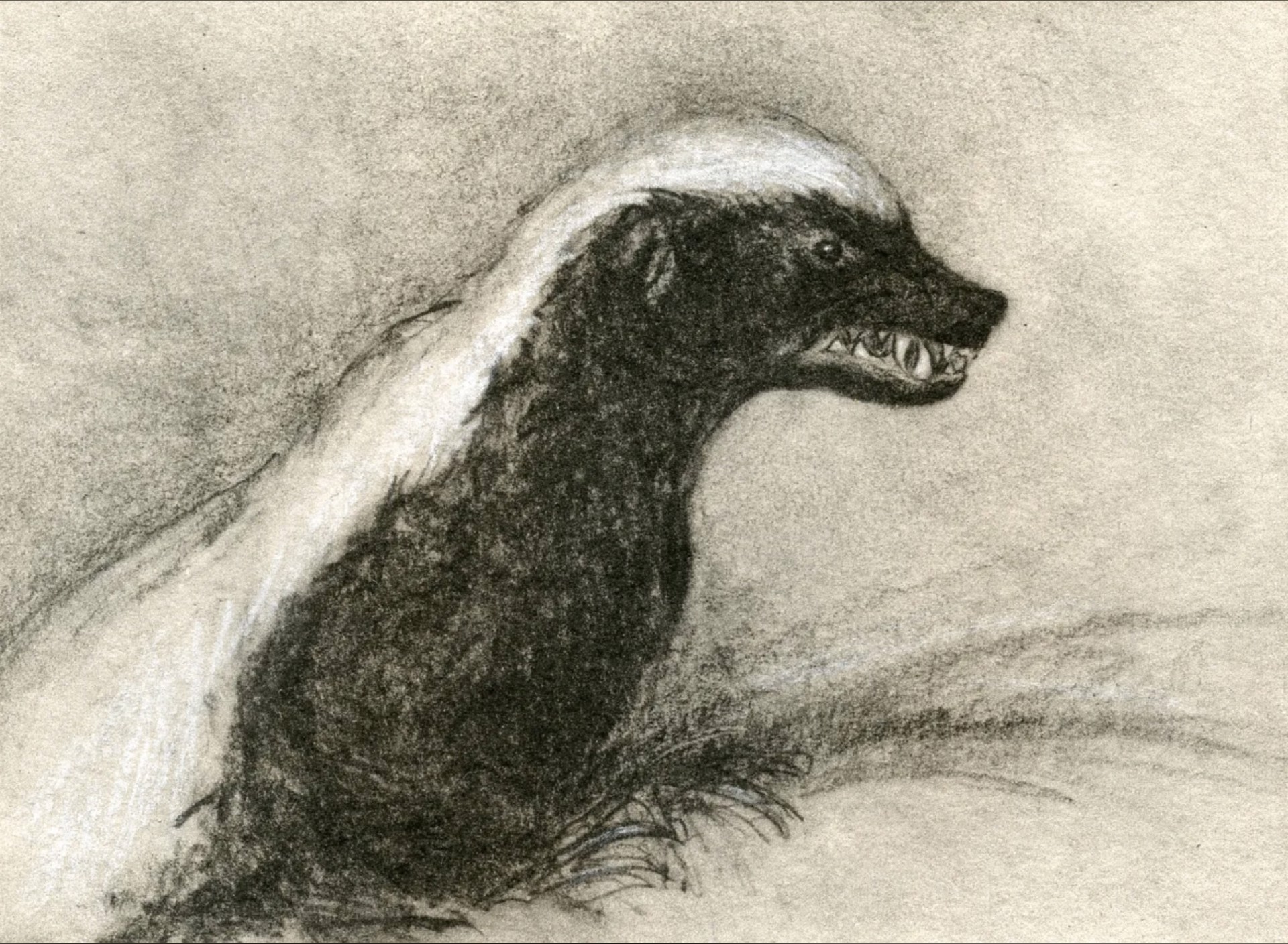 Honey Badger, unframed #25/100 by Melanie Fain