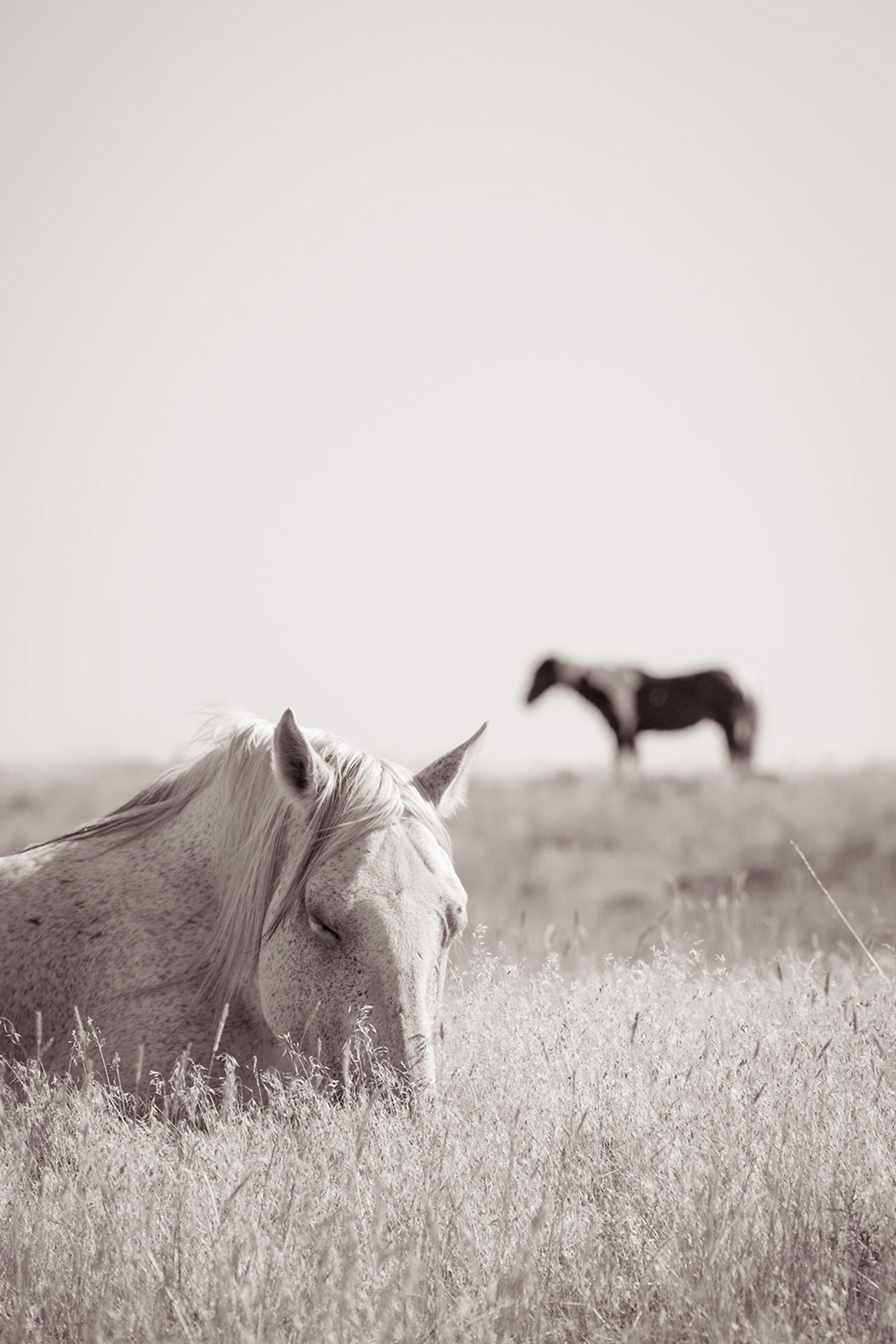 Photograph Featuring White Sleeping Horse In Grass In Black And White Sepia Tone