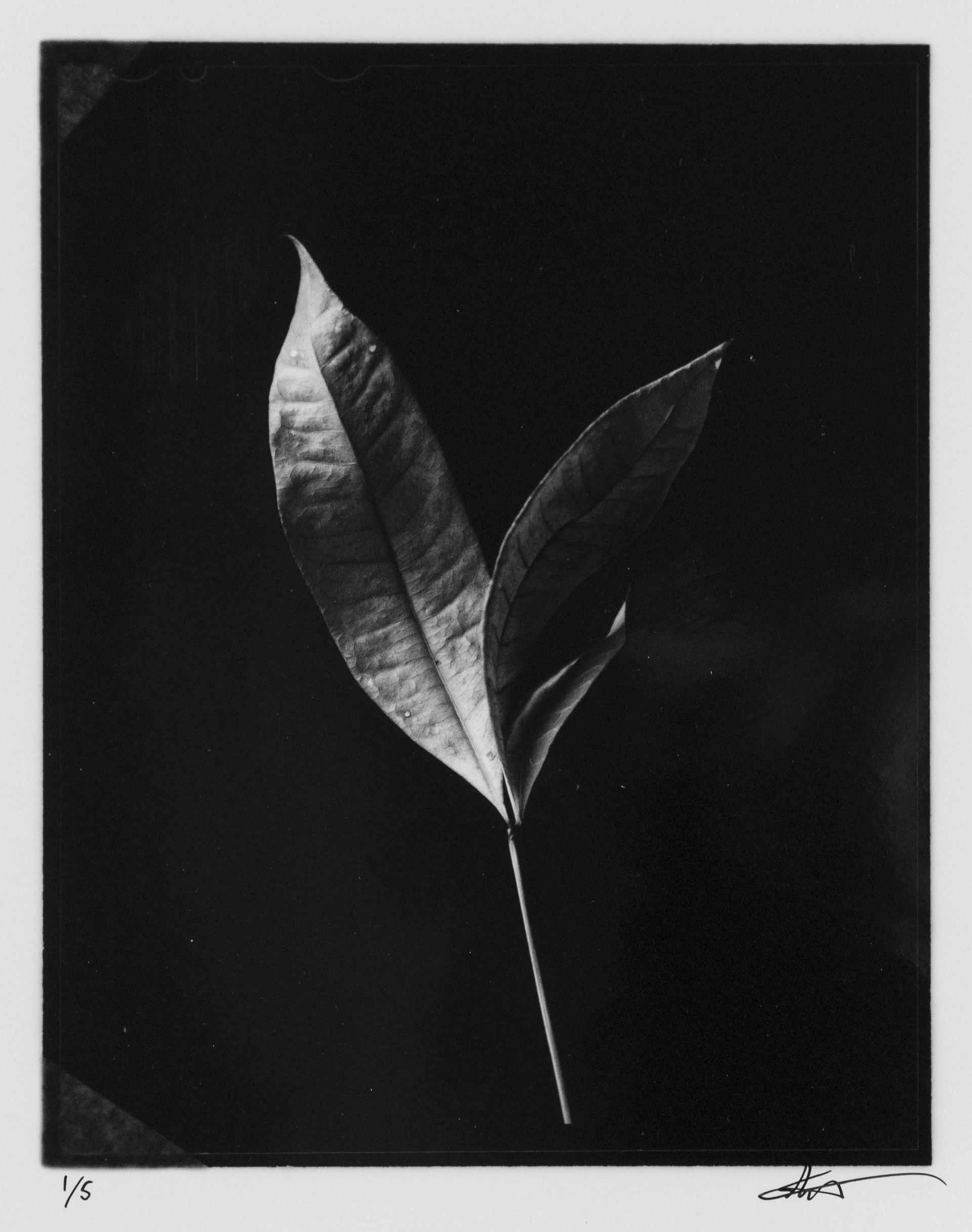 Leaf #11.1 by Eli Warren