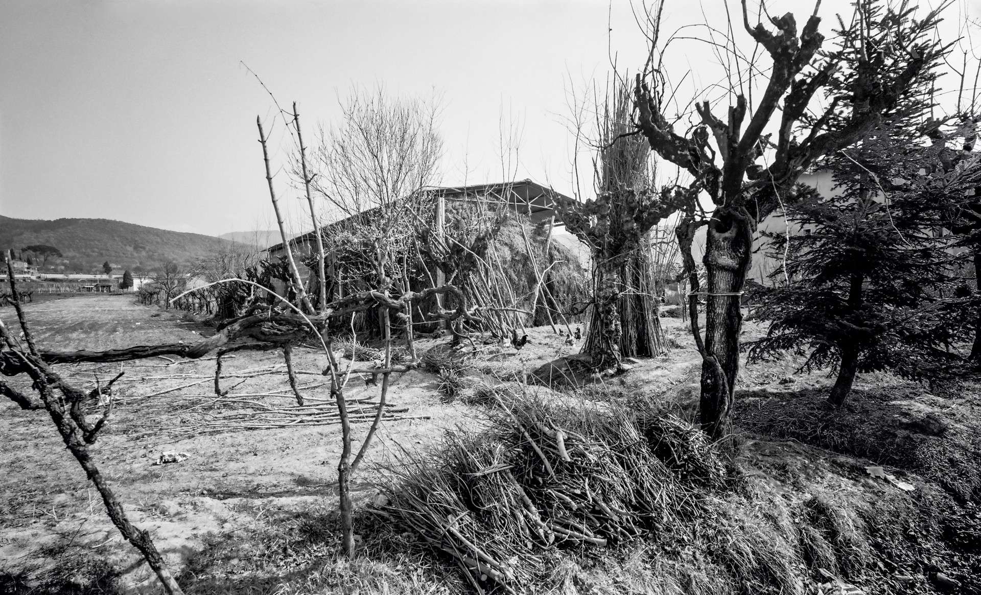 From Walks Around in the Farmland Valley, Farmhouse With Chickens and Stacked Cut Tree Limbs, Castiglion Fiorentino, Italy by Lawrence McFarland