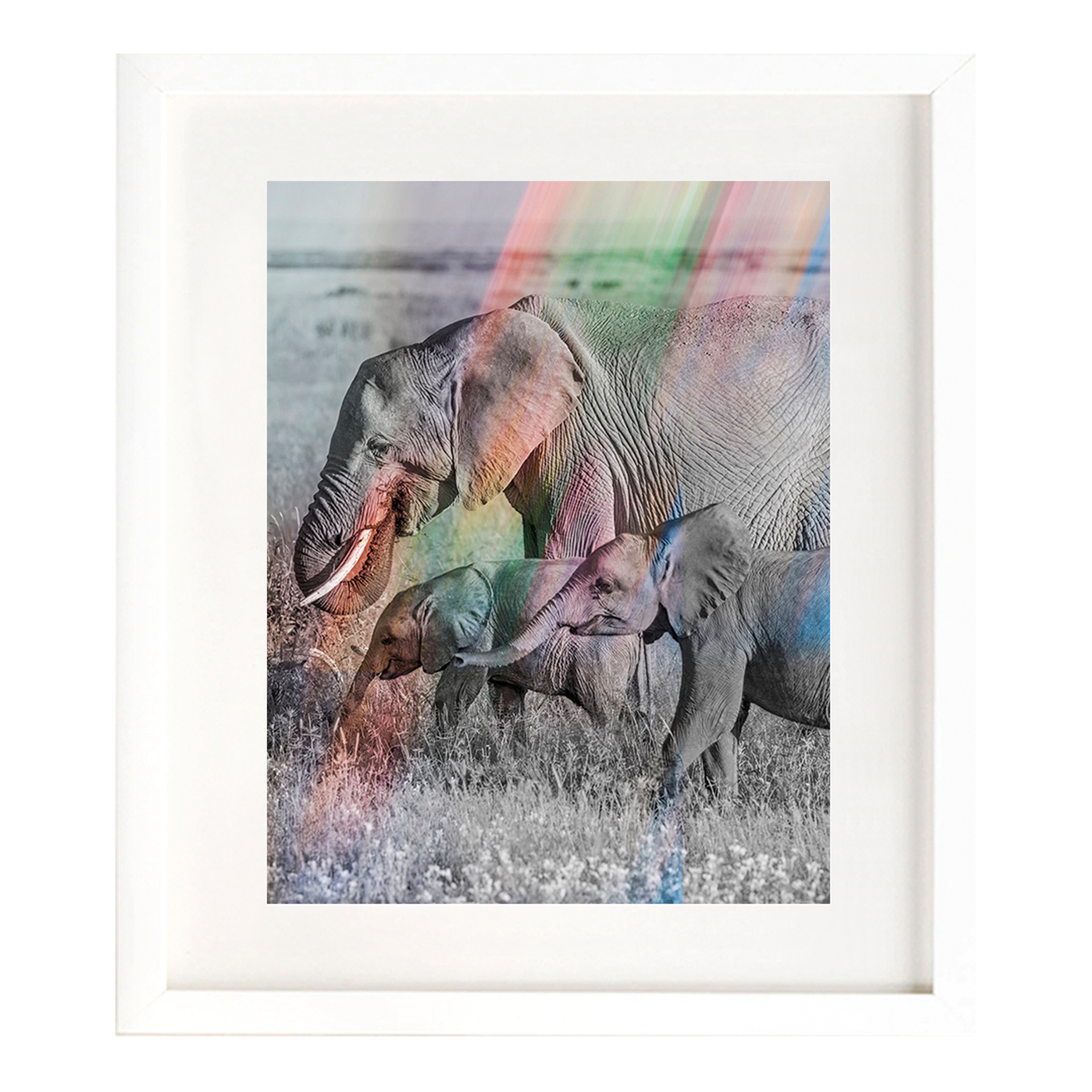 Elephant Rainbow #2 by Arno Elias