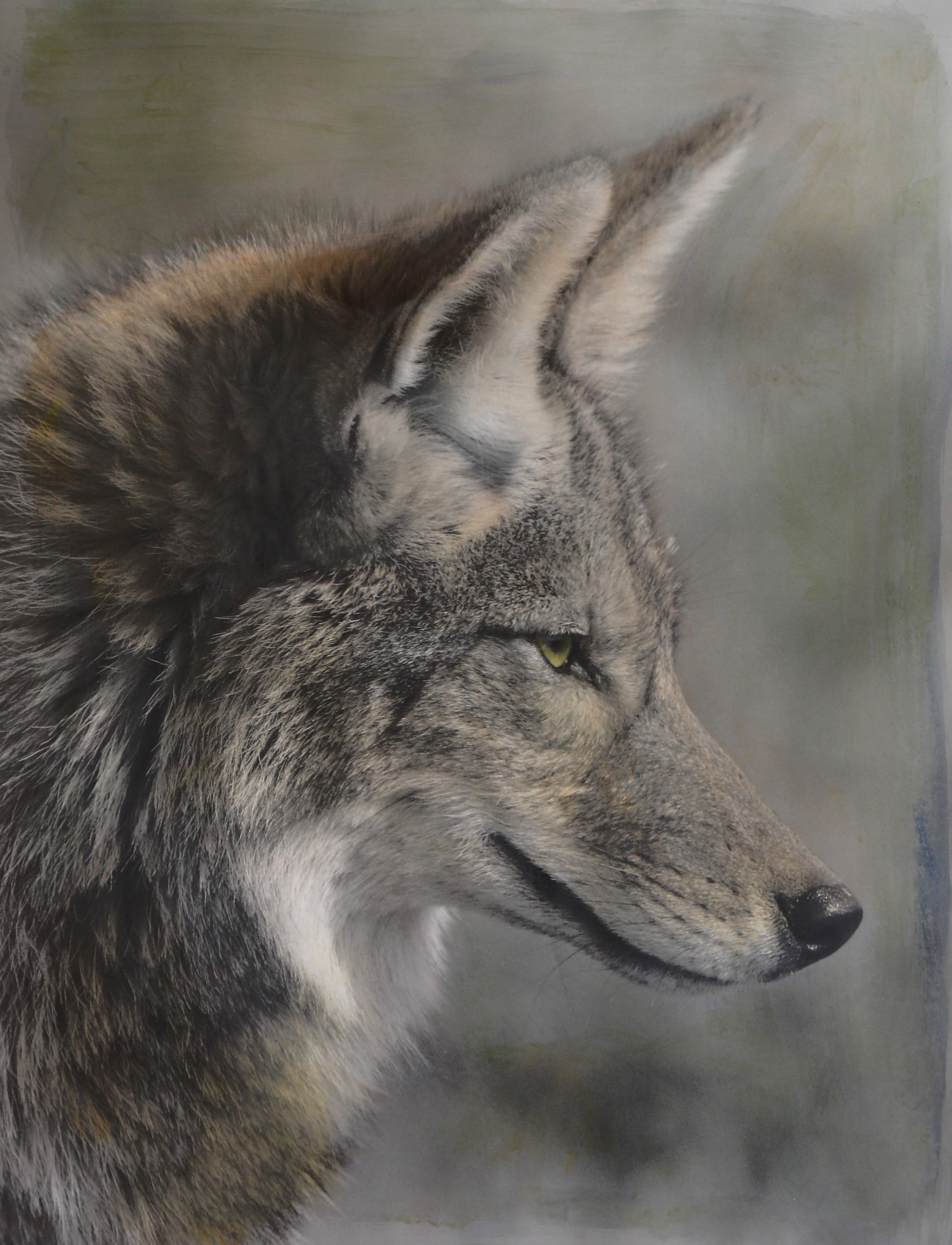 Coyote III | Bob Keefer by Jackson Hole Art Invitational x