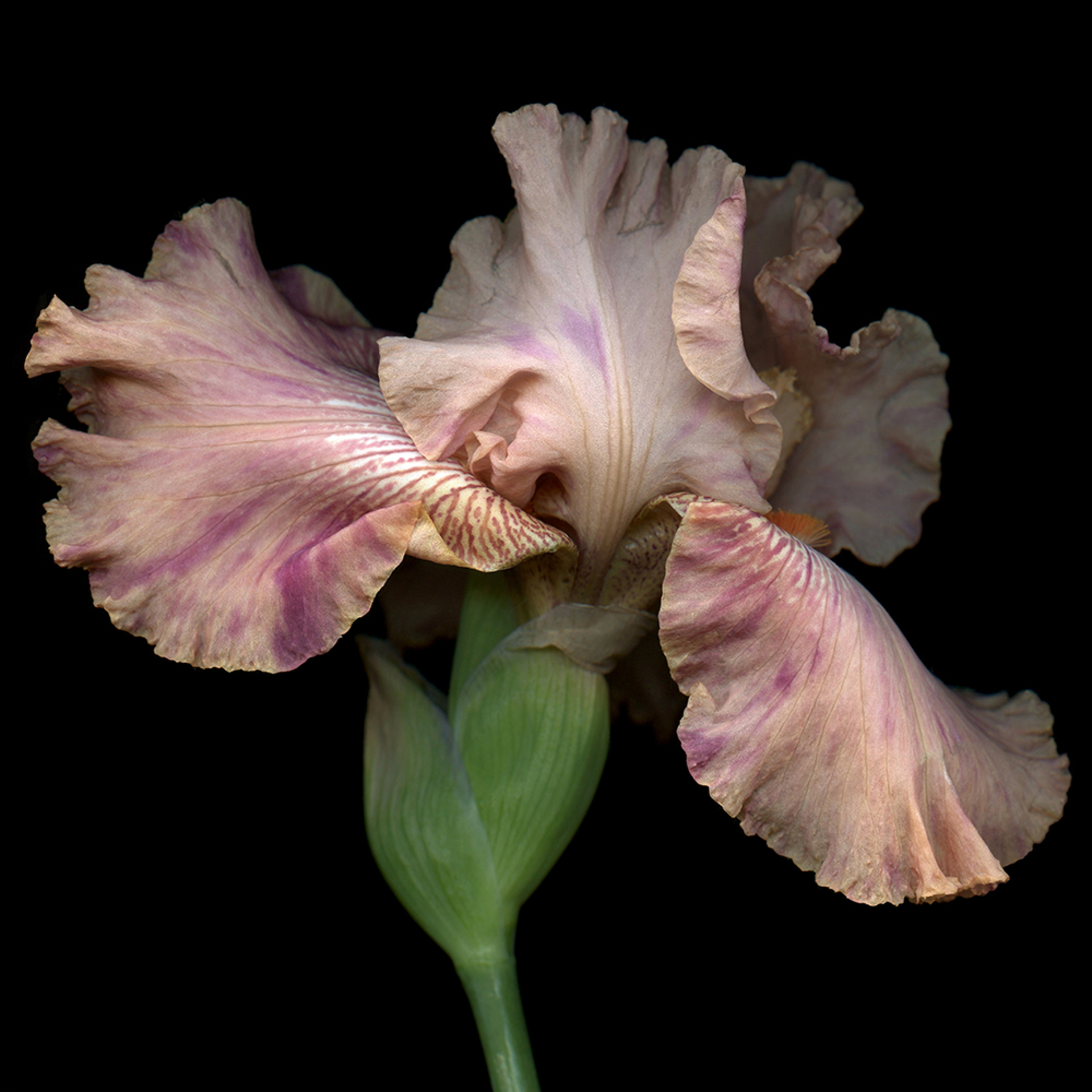 Peach Iris 1/10 by Laurie Tennent