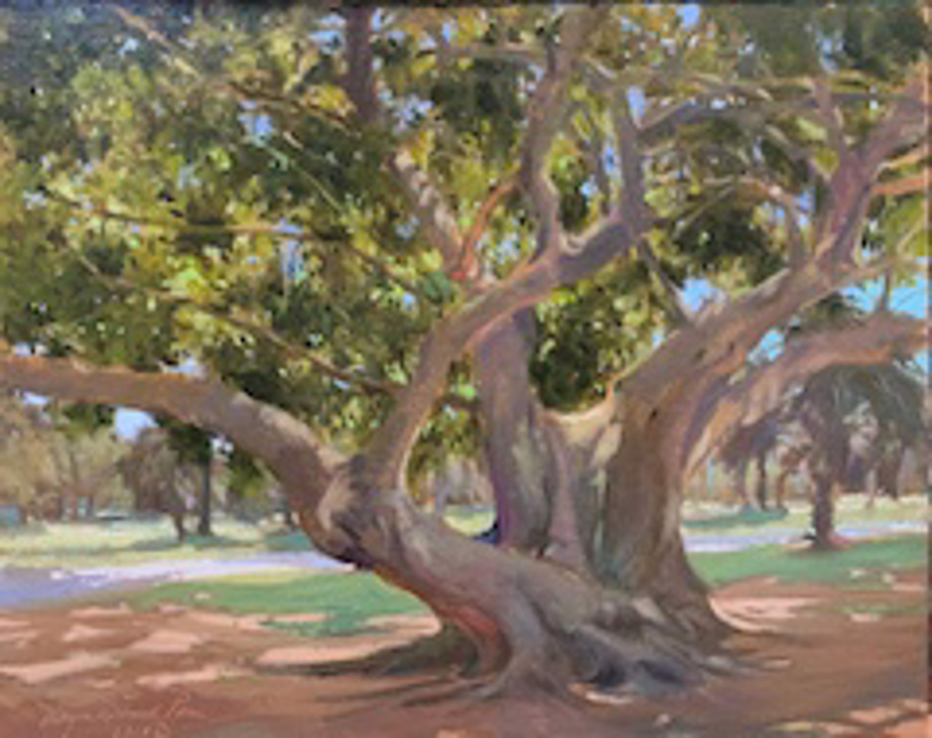 Camphor Tree by Morgan Samuel Price