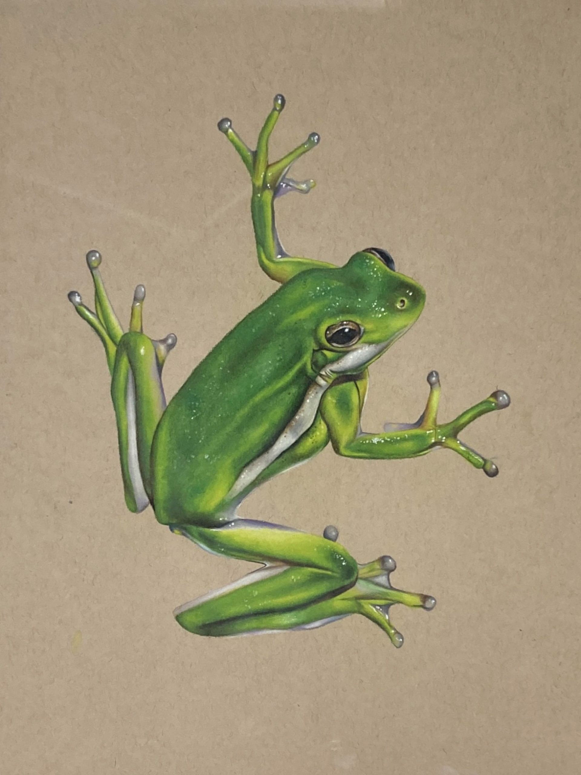 Tree Frog by Ella Aretakis
